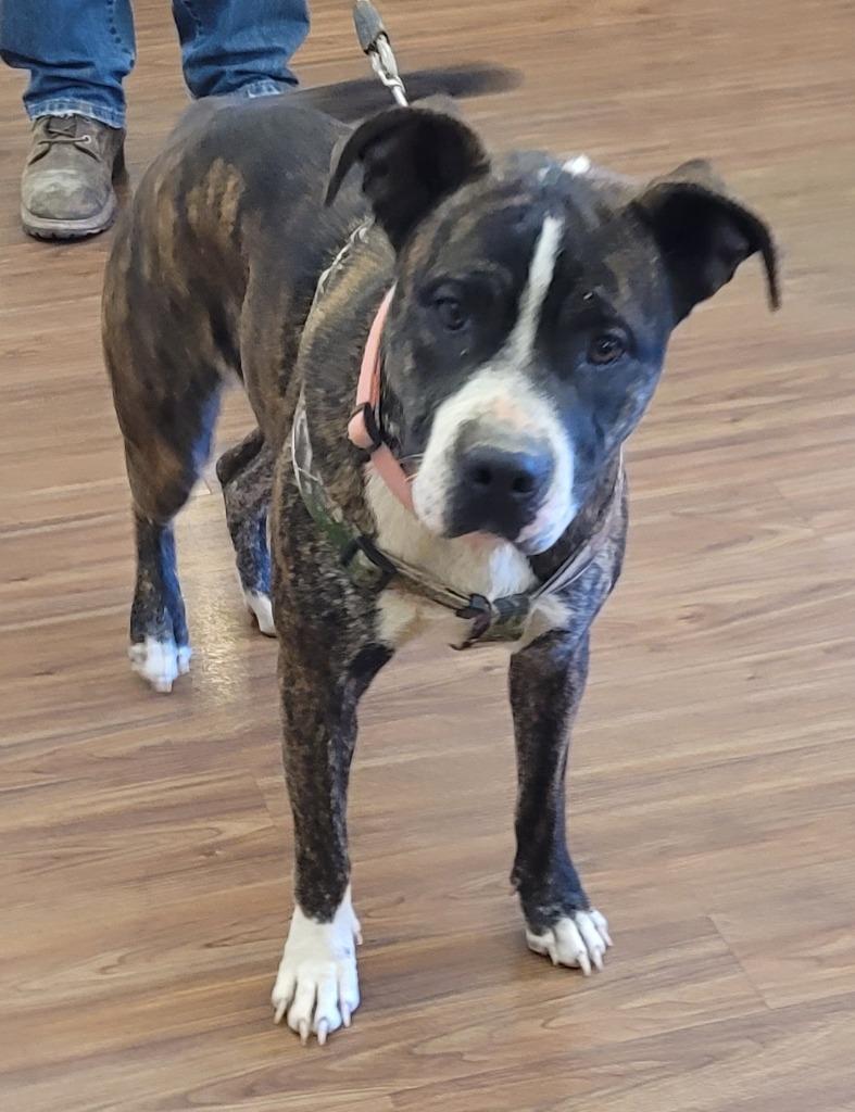 Enlarge Morticia, a Adoptable Pit Bull Terrier in Christiansburg, VA image 2/2