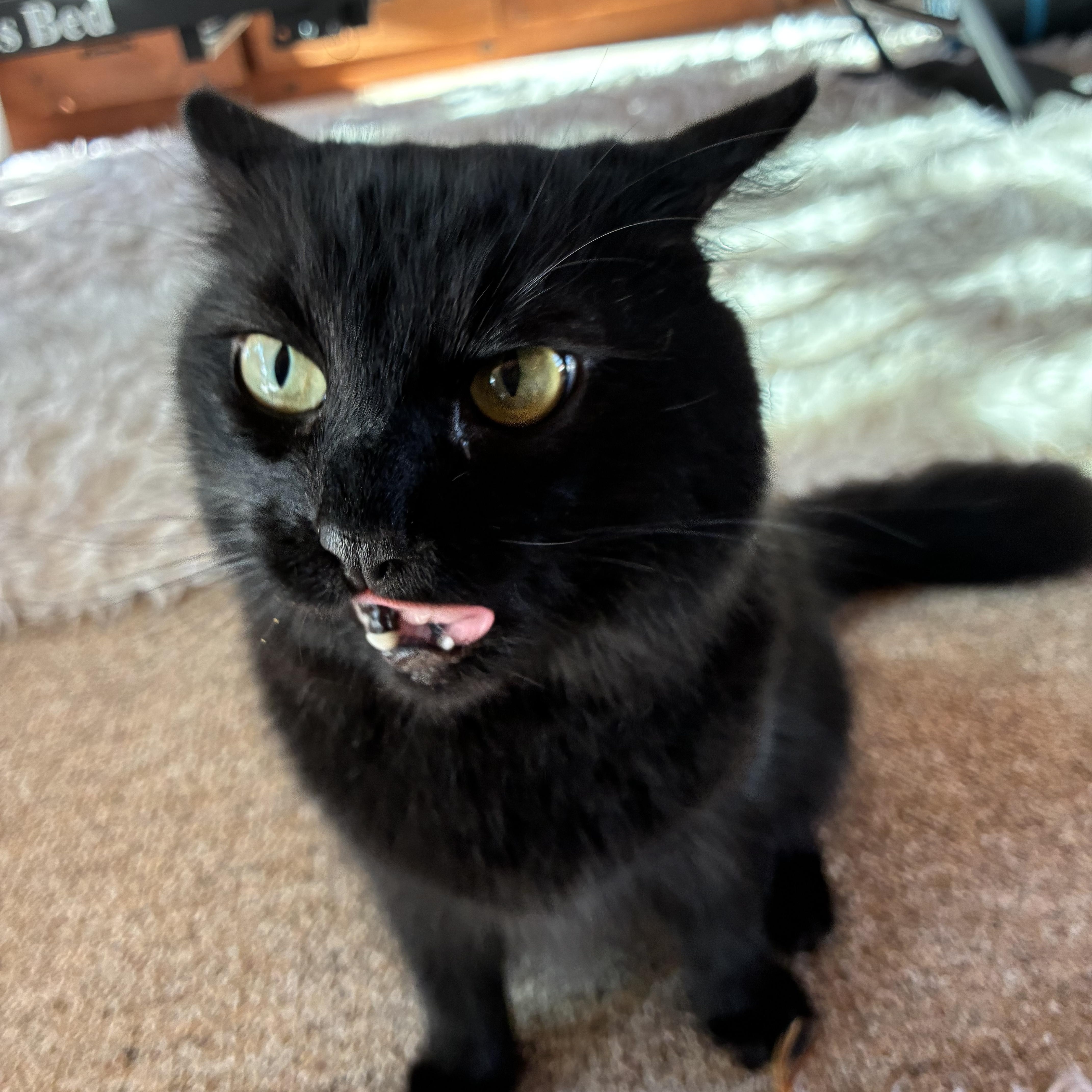 Ebony, a ADOPTABLE Domestic Long Hair in Los Osos, CA image 3/6