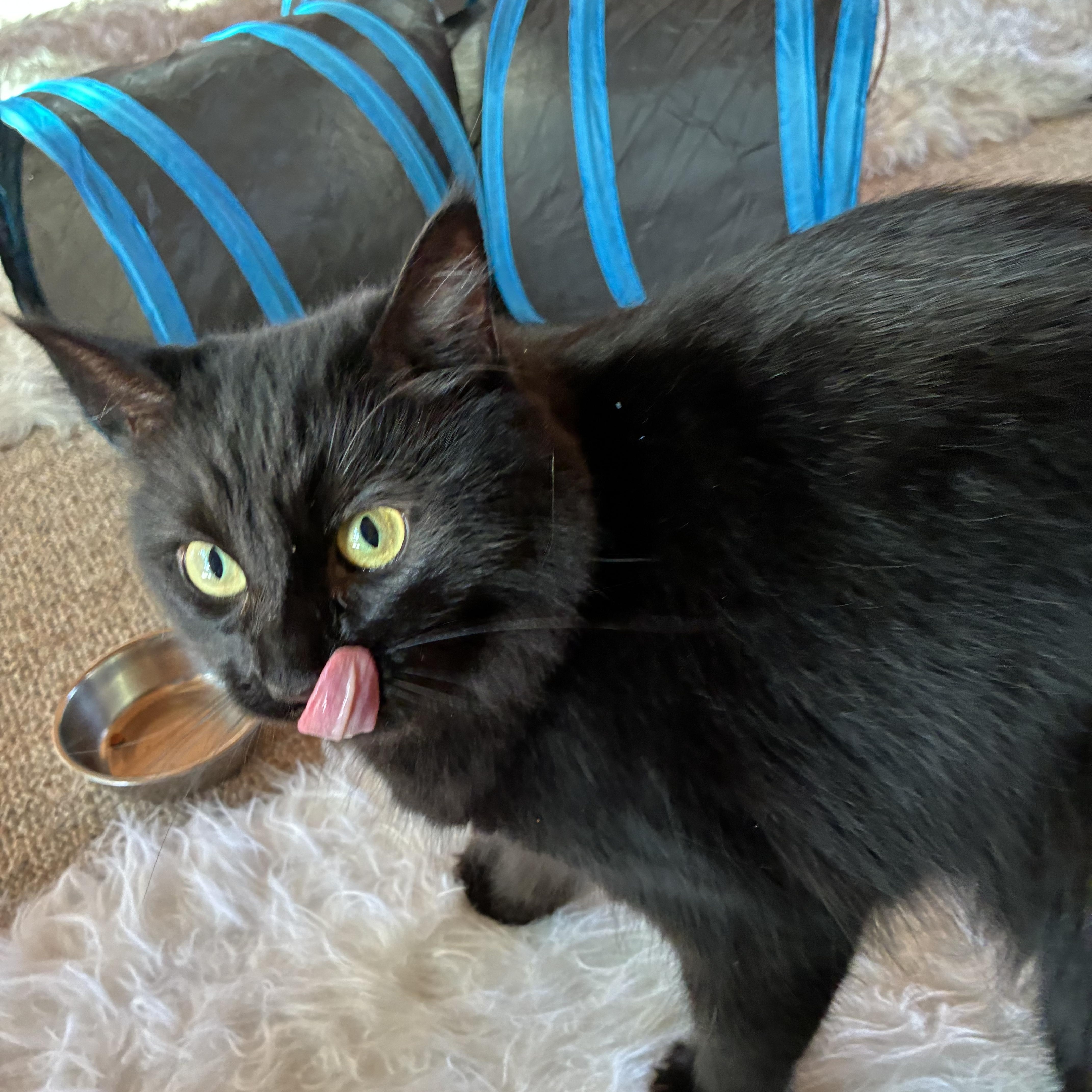 Ebony, a ADOPTABLE Domestic Long Hair in Los Osos, CA image 1/6