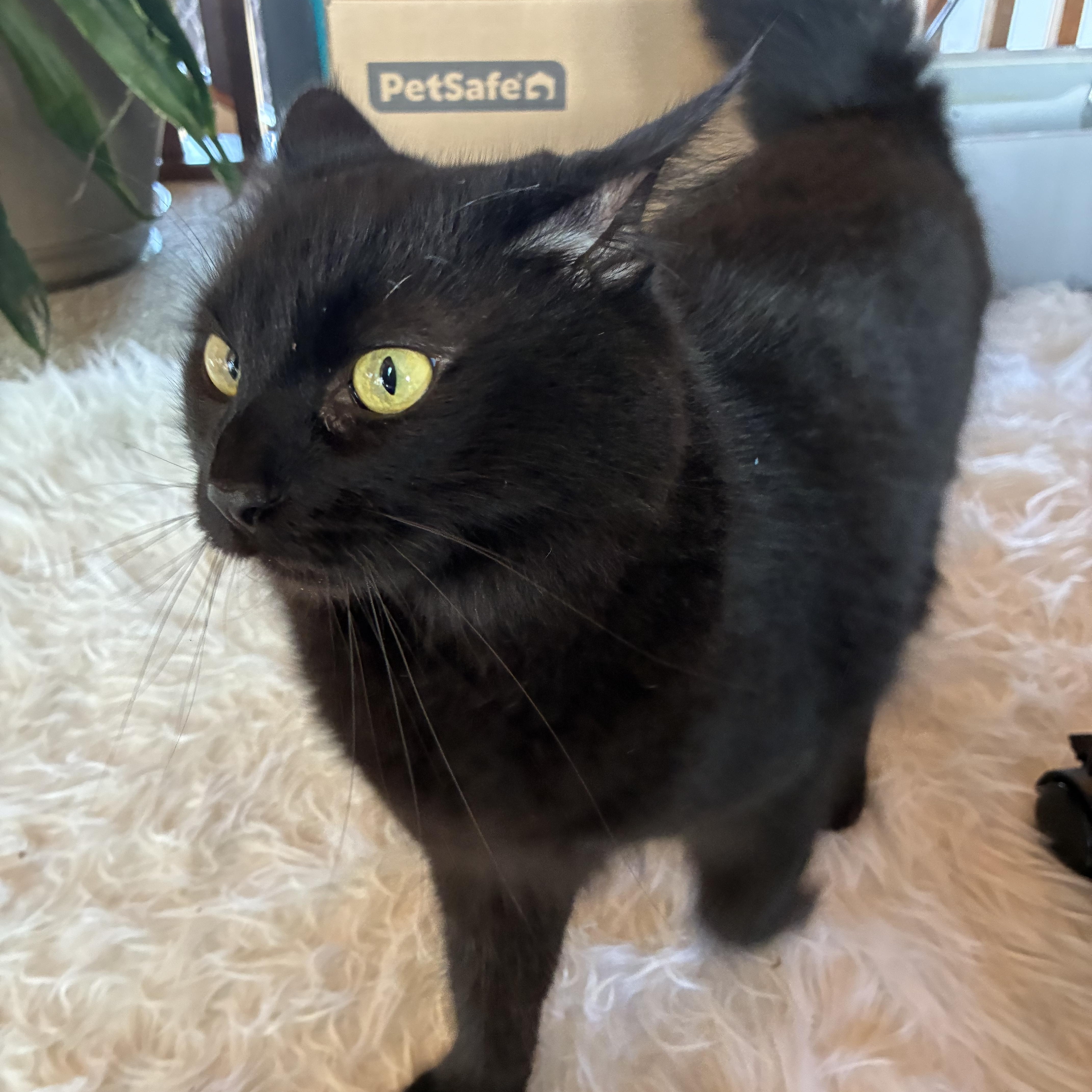 Ebony, a ADOPTABLE Domestic Long Hair in Los Osos, CA image 5/6