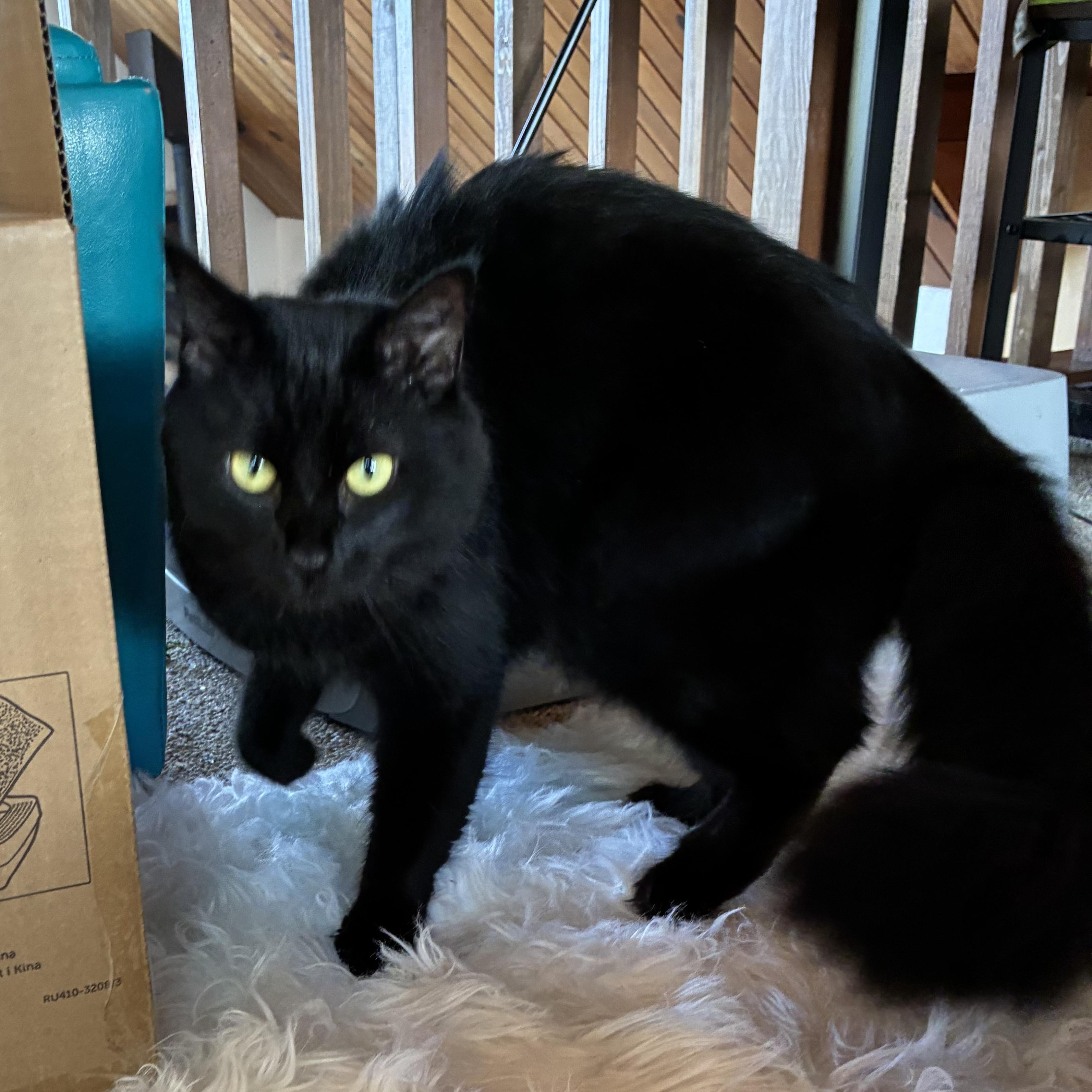 Ebony, a ADOPTABLE Domestic Long Hair in Los Osos, CA image 2/6