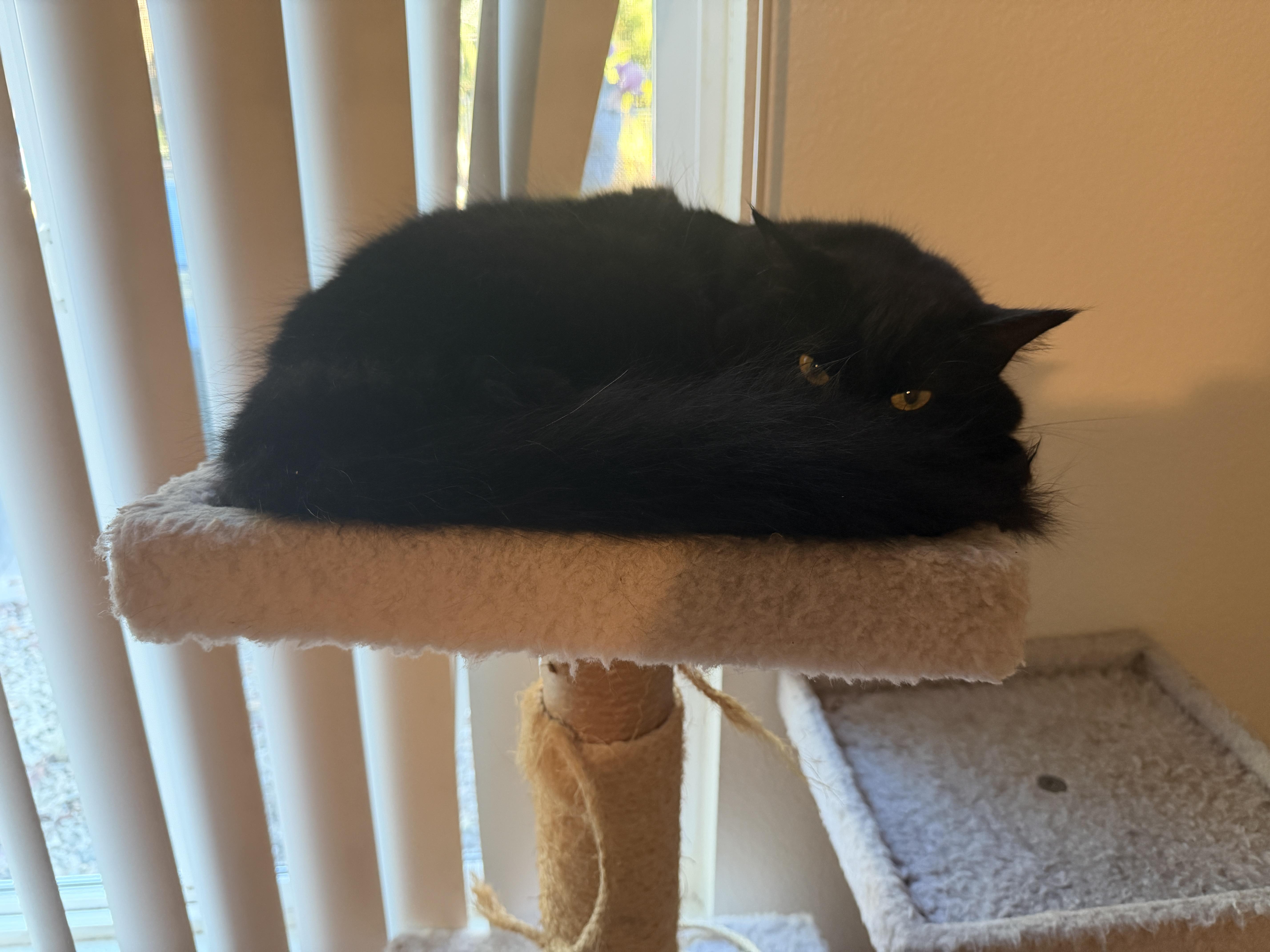 Ebony, a ADOPTABLE Domestic Long Hair in Los Osos, CA image 6/6