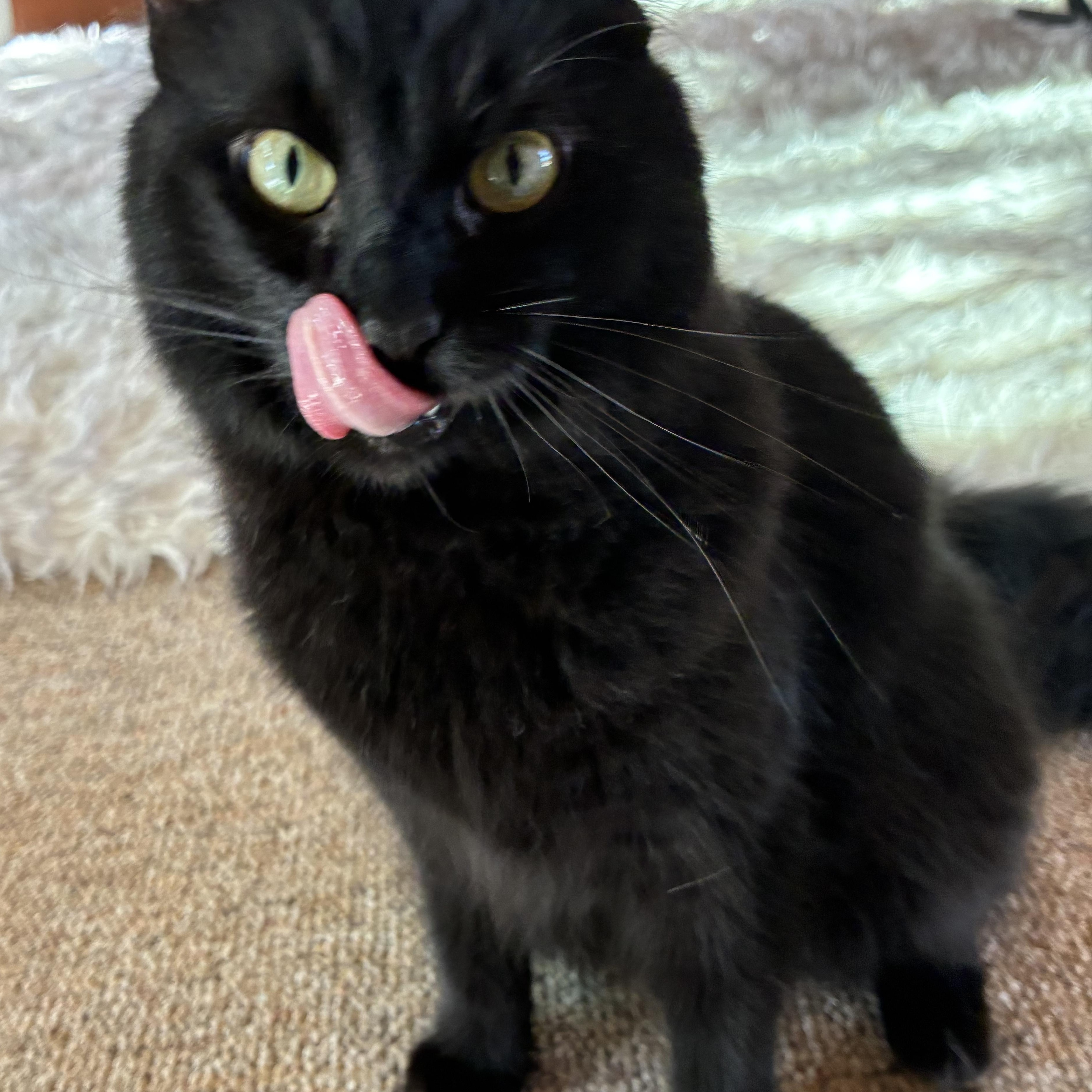 Ebony, a ADOPTABLE Domestic Long Hair in Los Osos, CA image 4/6