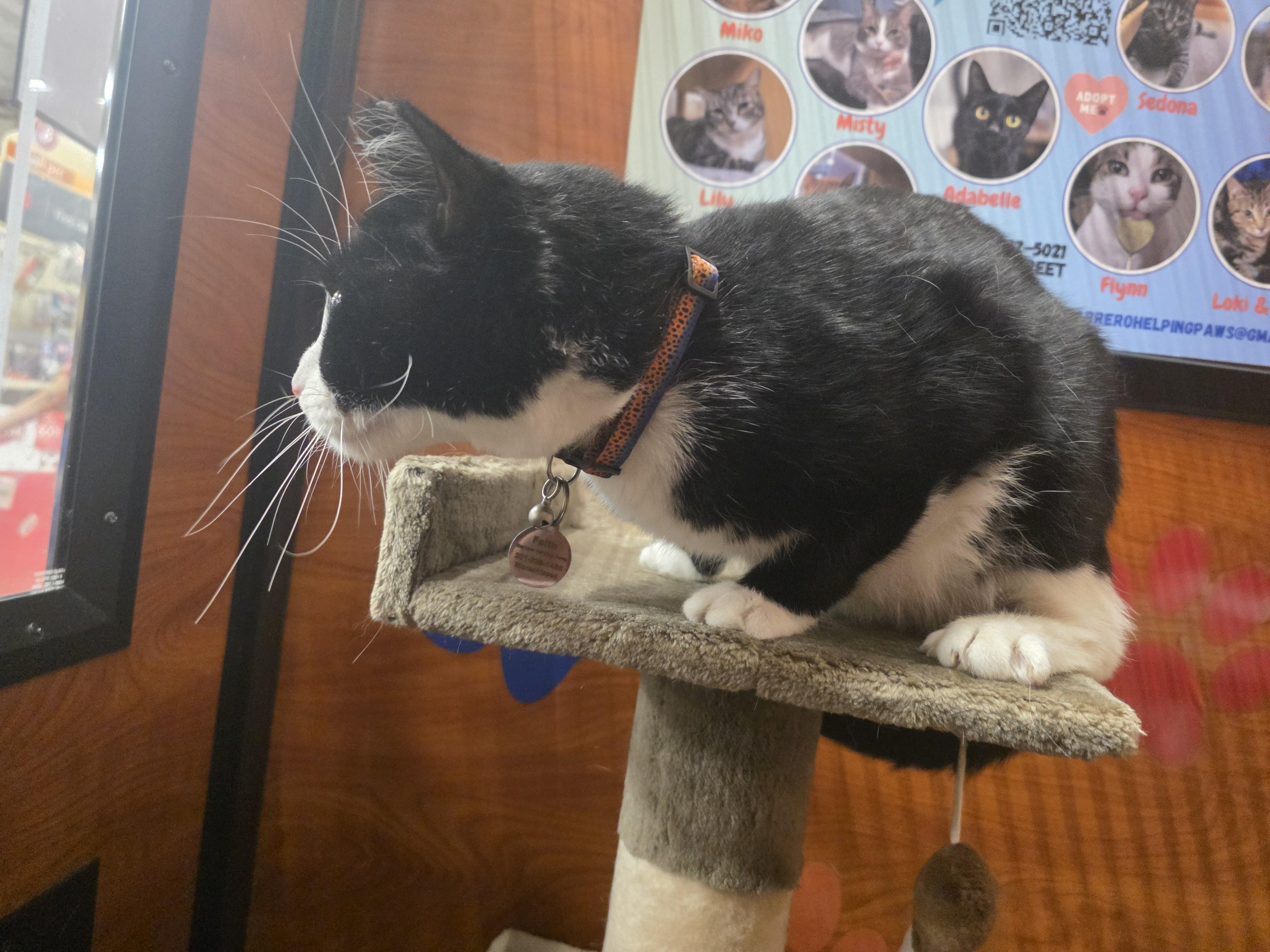 Enlarge Faith-A Gentle Soul In a Chic Tuxedo (Schedule Meet and Greet @ NB PetSmart!), a Adoptable Tuxedo in North Bergen, NJ image 5/6