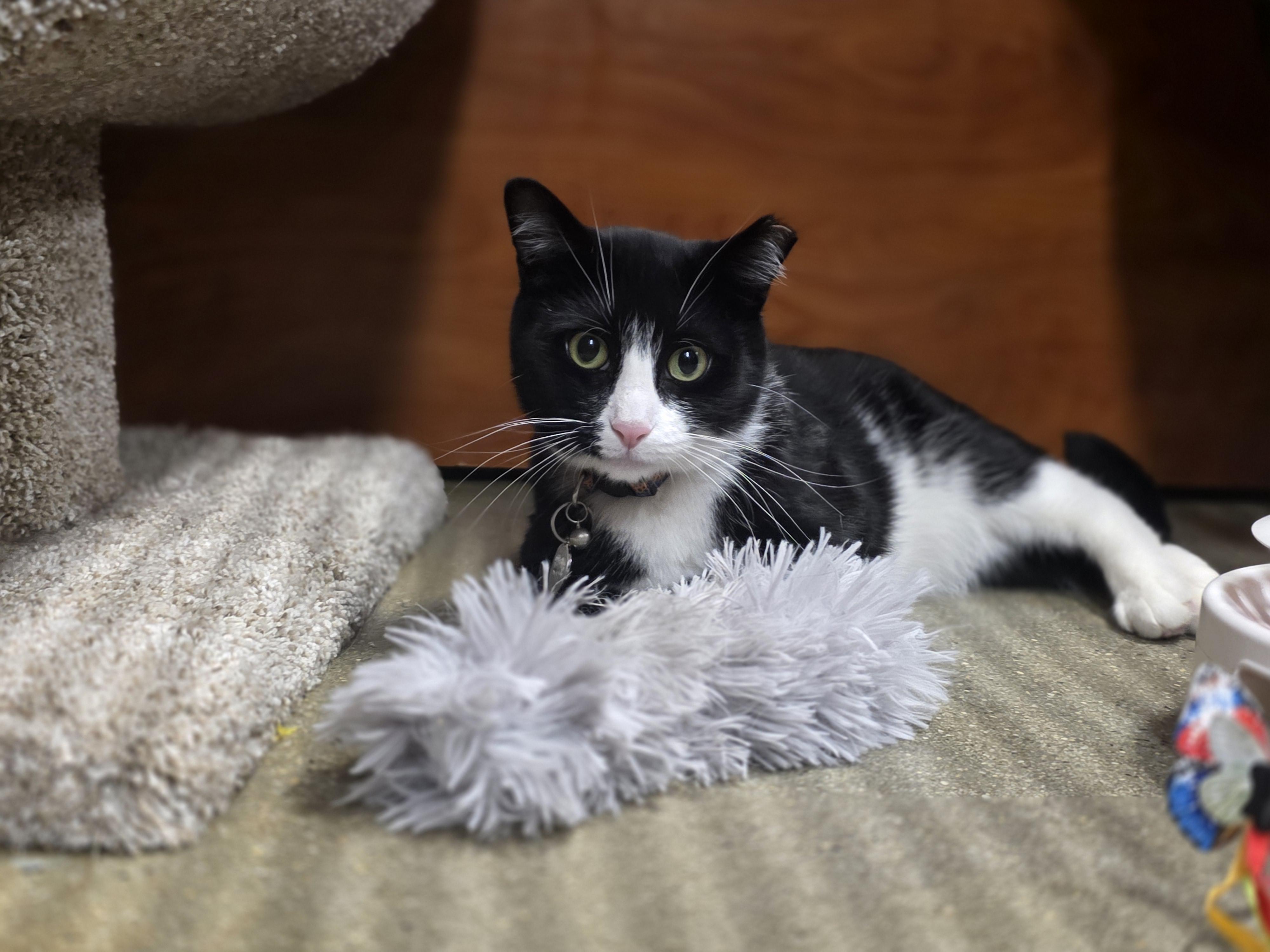 Enlarge Faith-A Gentle Soul In a Chic Tuxedo (Schedule Meet and Greet @ NB PetSmart!), a Adoptable Tuxedo in North Bergen, NJ image 1/6