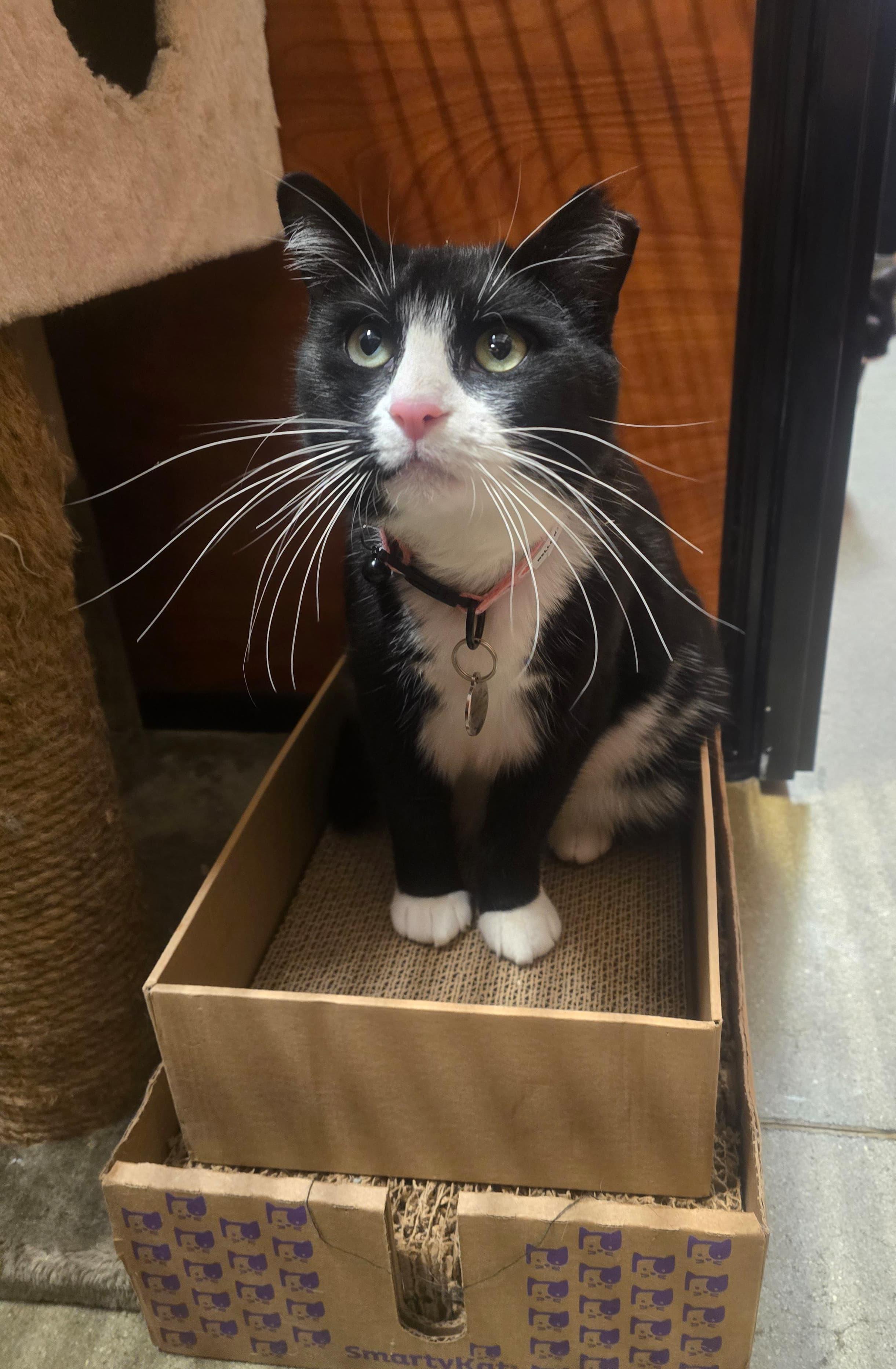 Faith-A Gentle Soul In a Chic Tuxedo (Schedule Meet and Greet @ NB PetSmart!), Adoptable, Young Female Tuxedo.