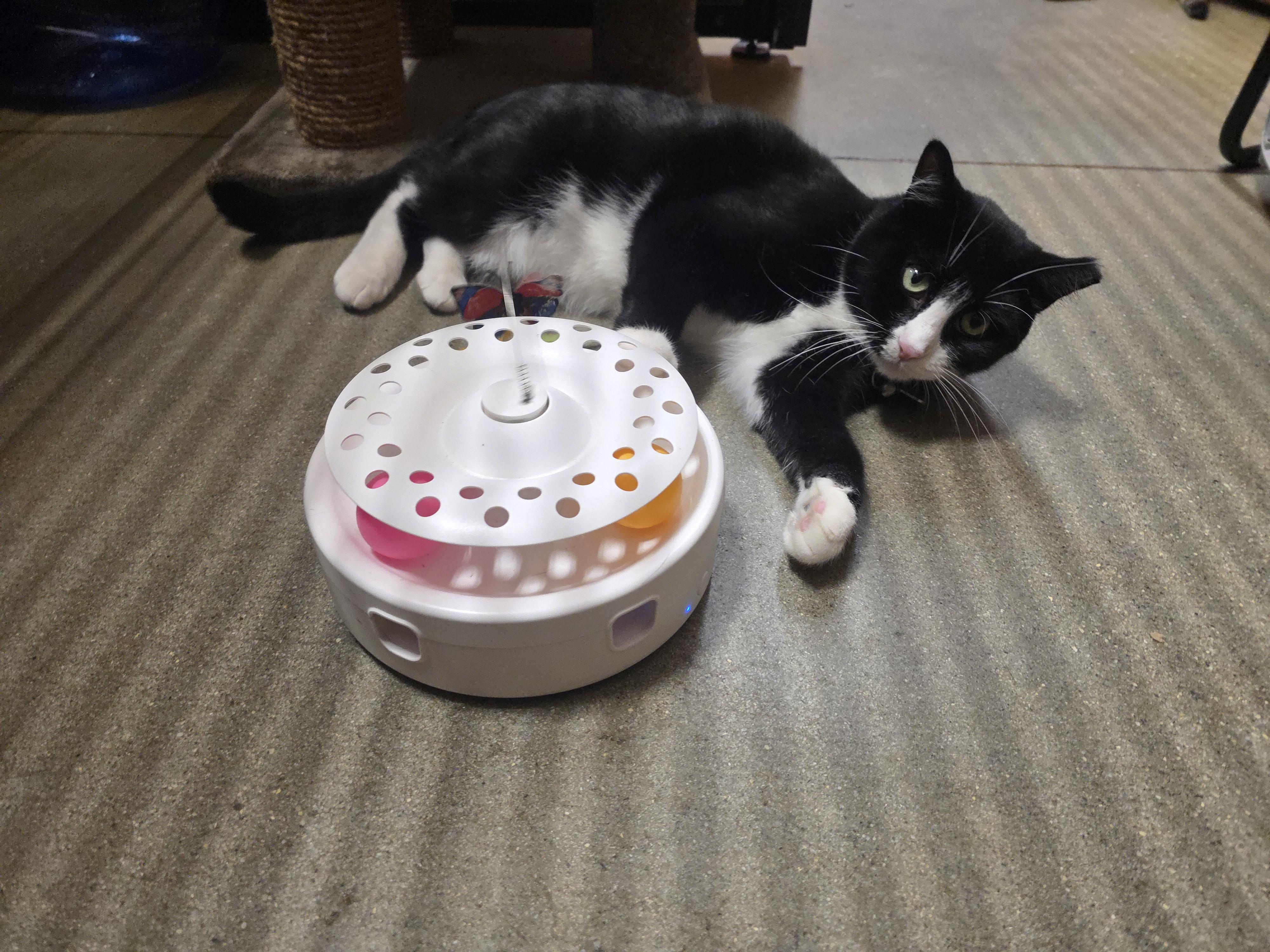 Enlarge Faith-A Gentle Soul In a Chic Tuxedo (Schedule Meet and Greet @ NB PetSmart!), a Adoptable Tuxedo in North Bergen, NJ image 4/6