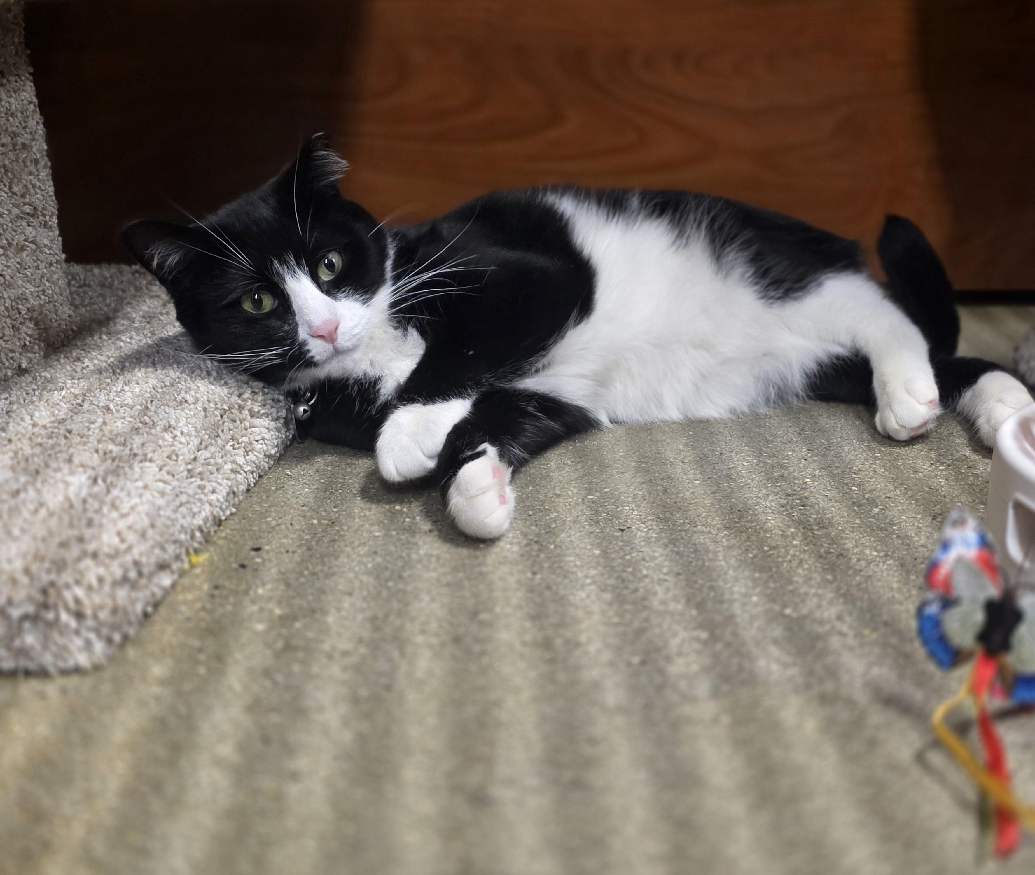 Enlarge Faith-A Gentle Soul In a Chic Tuxedo (Schedule Meet and Greet @ NB PetSmart!), a Adoptable Tuxedo in North Bergen, NJ image 6/6