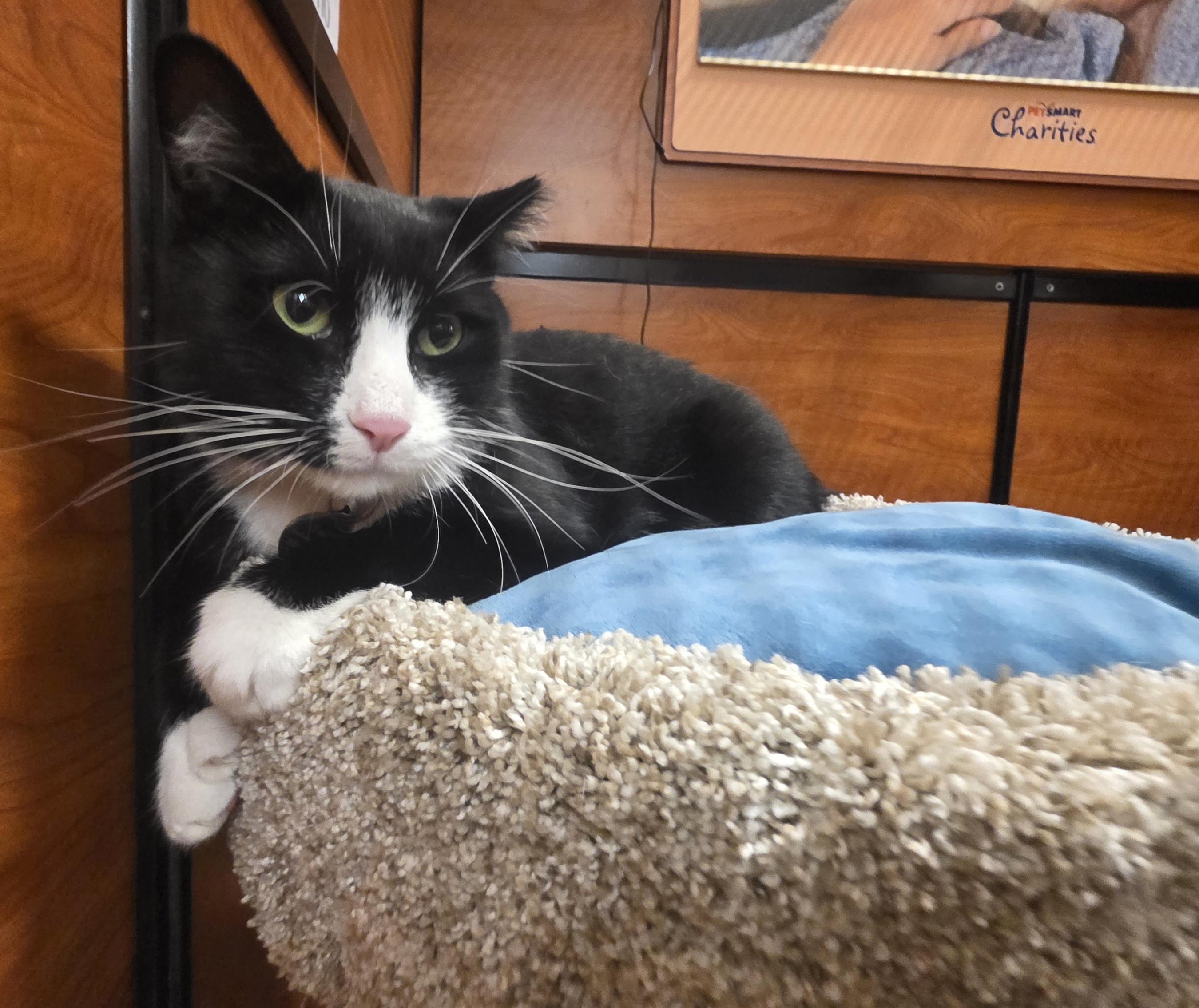 Enlarge Faith-A Gentle Soul In a Chic Tuxedo (Schedule Meet and Greet @ NB PetSmart!), a Adoptable Tuxedo in North Bergen, NJ image 3/6