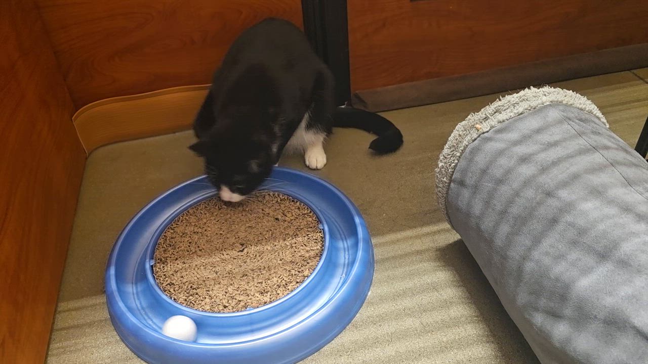 Enlarge Faith-A Gentle Soul In a Chic Tuxedo (Schedule Meet and Greet @ NB PetSmart!), a Adoptable Tuxedo in North Bergen, NJ video 2/6