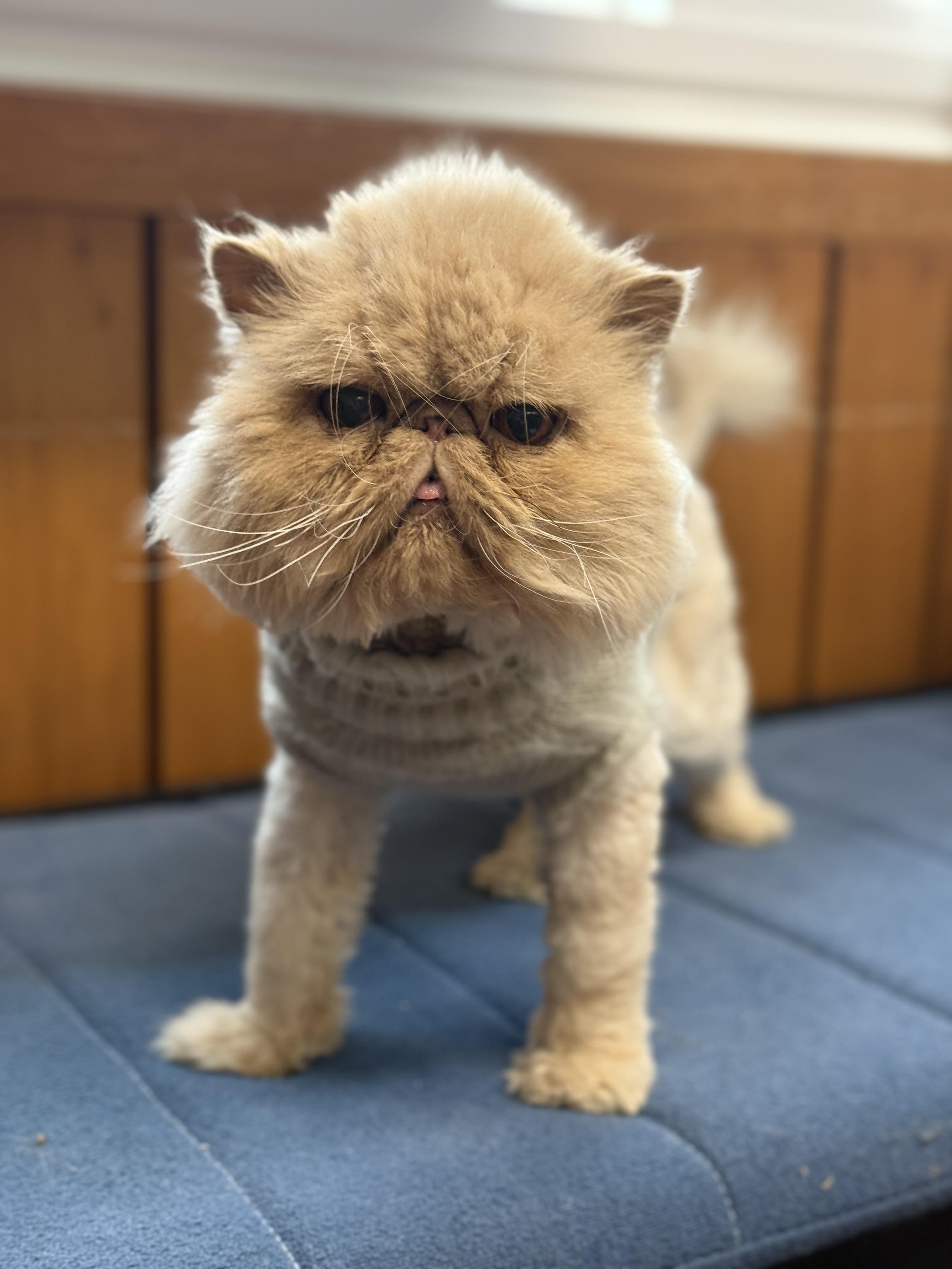 Enlarge Garfield, a ADOPTABLE Persian in Des Moines, IA image 1/3