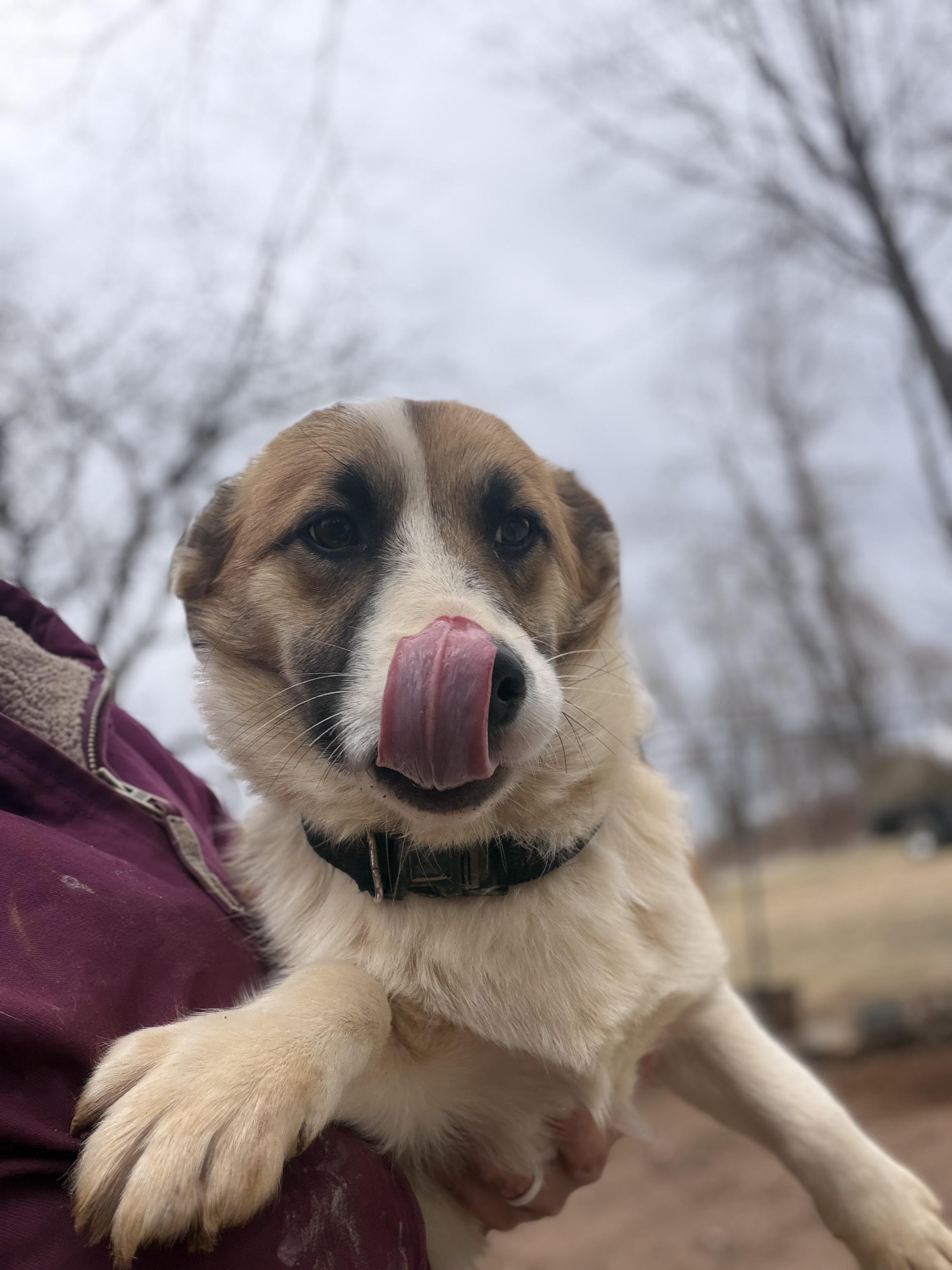 Enlarge Tank , an adopted mixed breed in Stuart, VA image 2/2