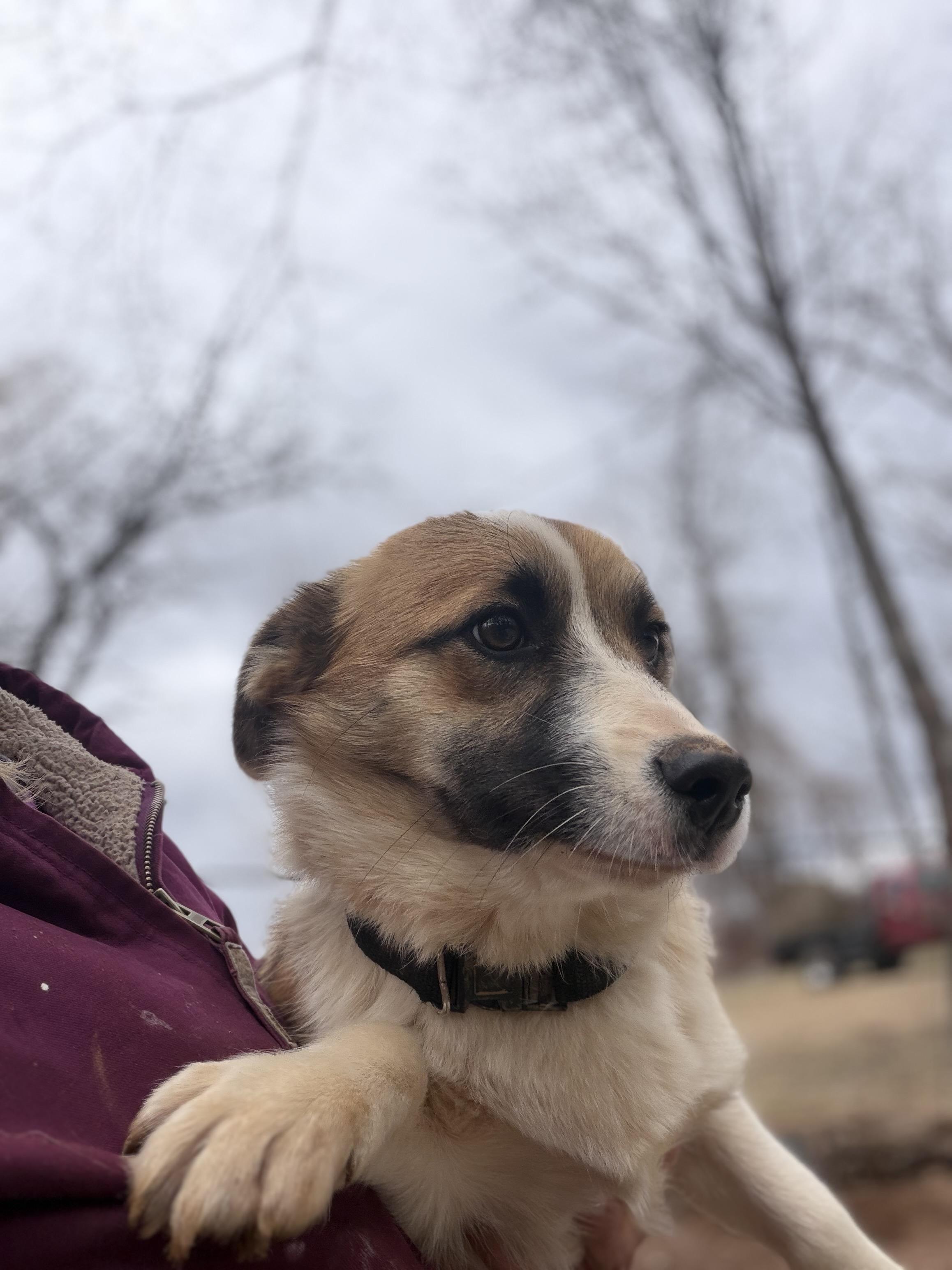 Tank , adopted, Puppy Male Corgi & Miniature Schnauzer.