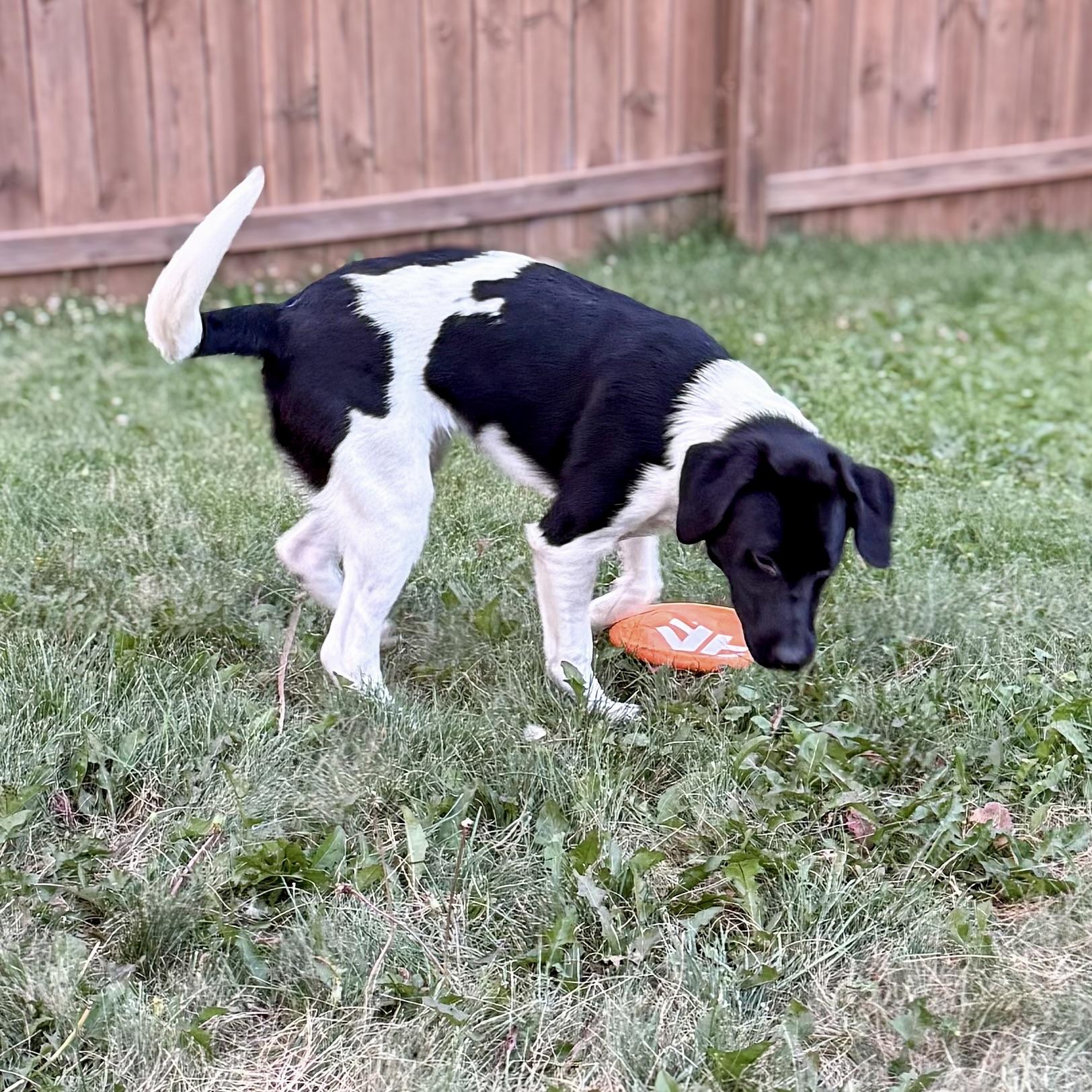 Birdie, a ADOPTABLE mixed breed in Prior Lake, MN image 5/6