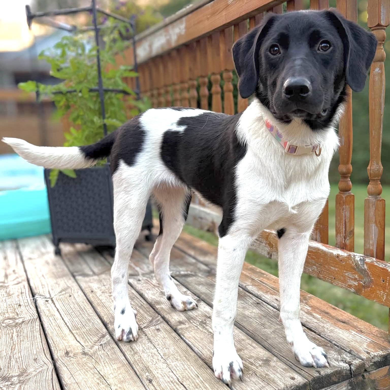 Birdie, a ADOPTABLE mixed breed in Prior Lake, MN image 3/6