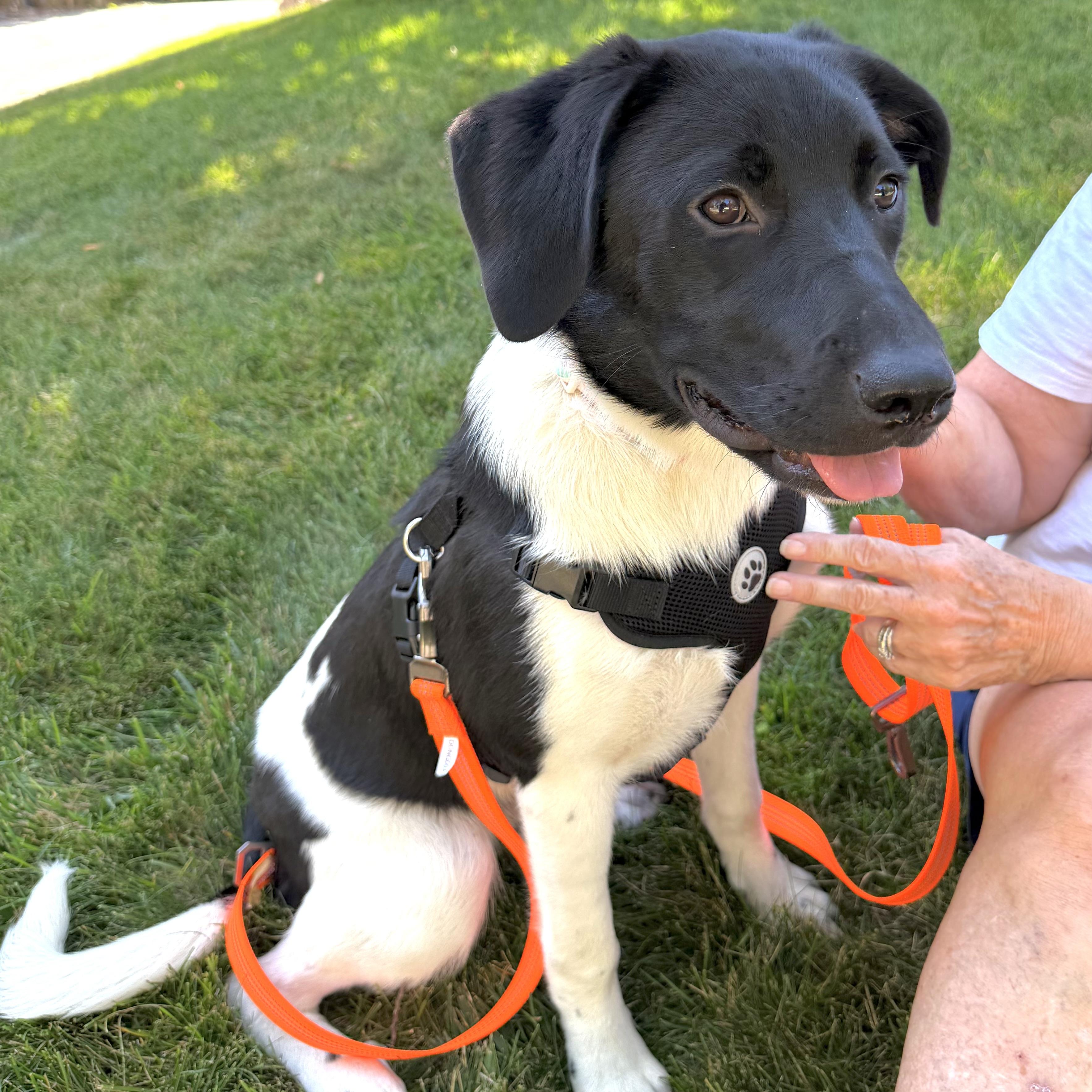 Birdie, a ADOPTABLE mixed breed in Prior Lake, MN image 6/6