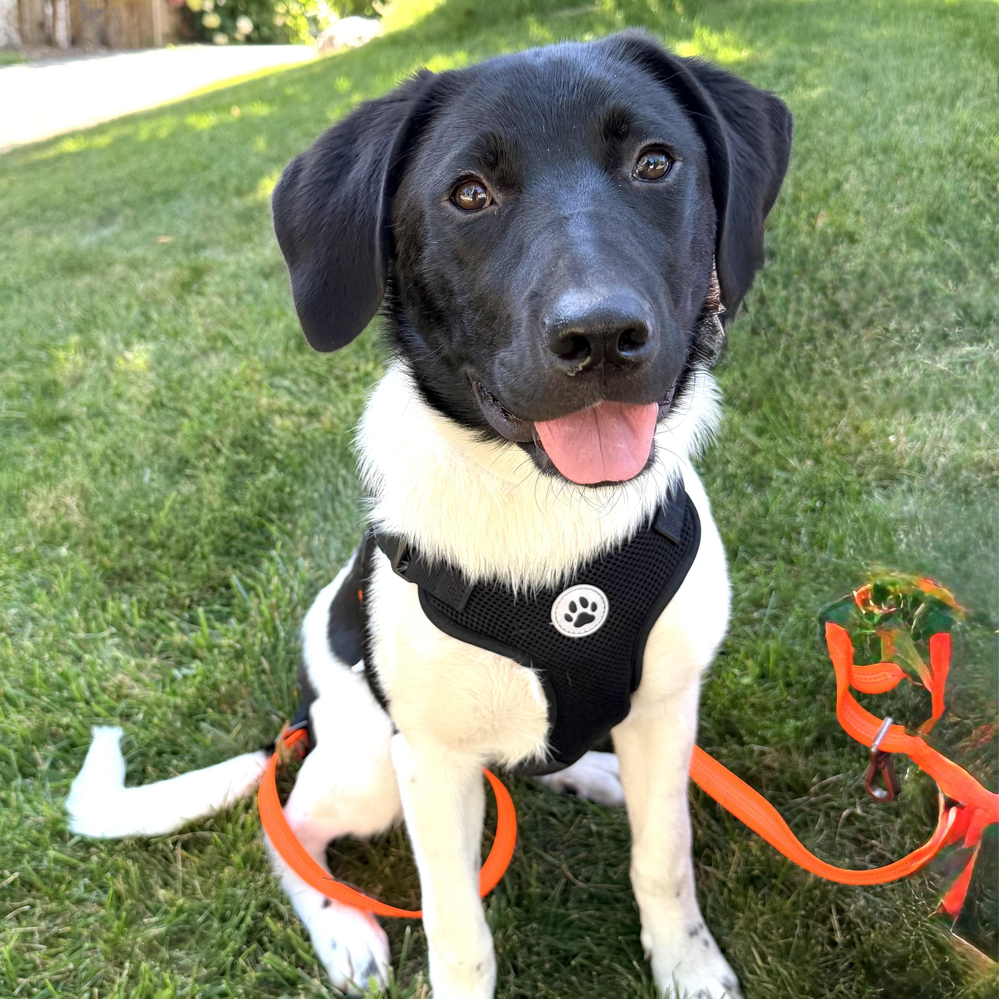 Birdie, a ADOPTABLE mixed breed in Prior Lake, MN image 1/6