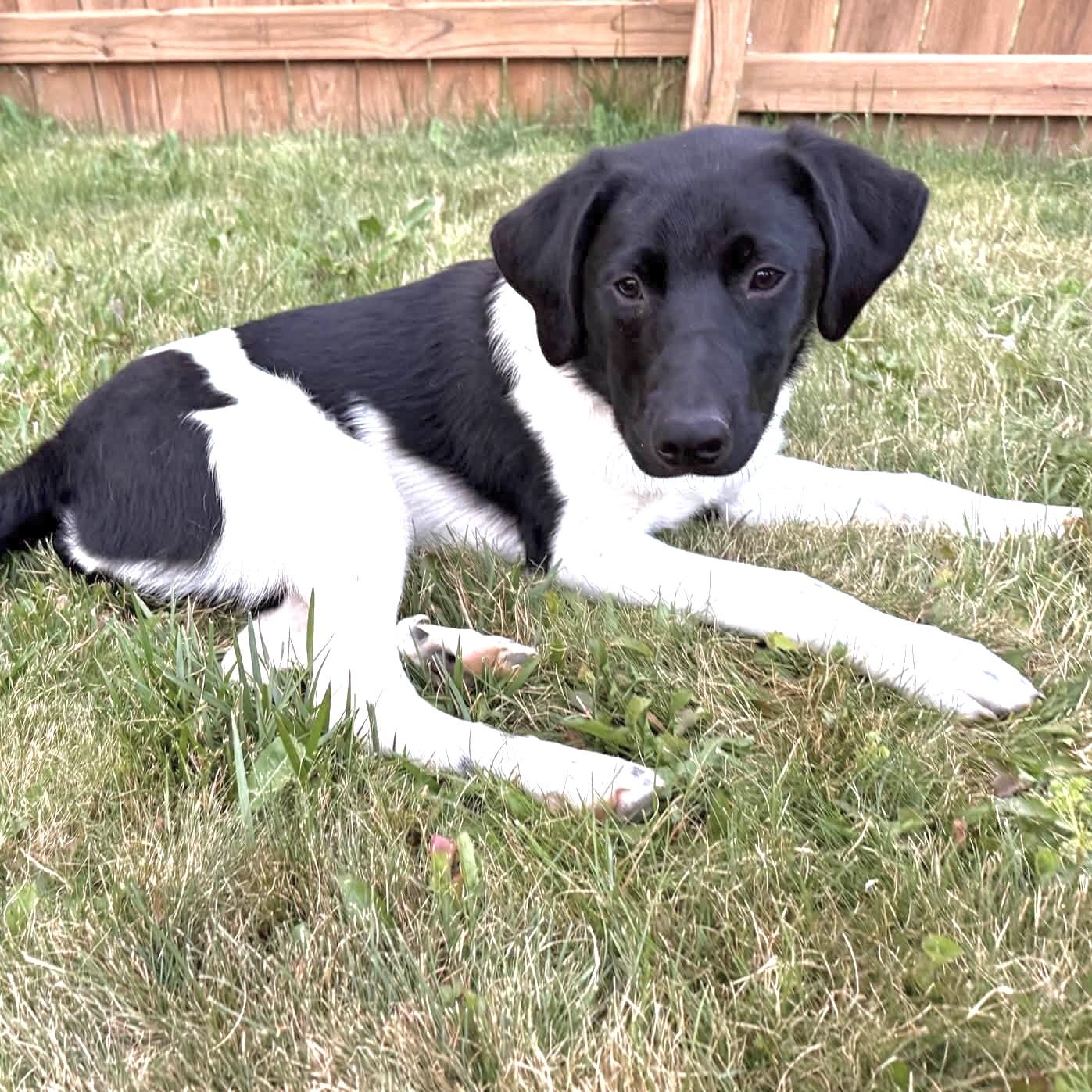 Birdie, a ADOPTABLE mixed breed in Prior Lake, MN image 4/6