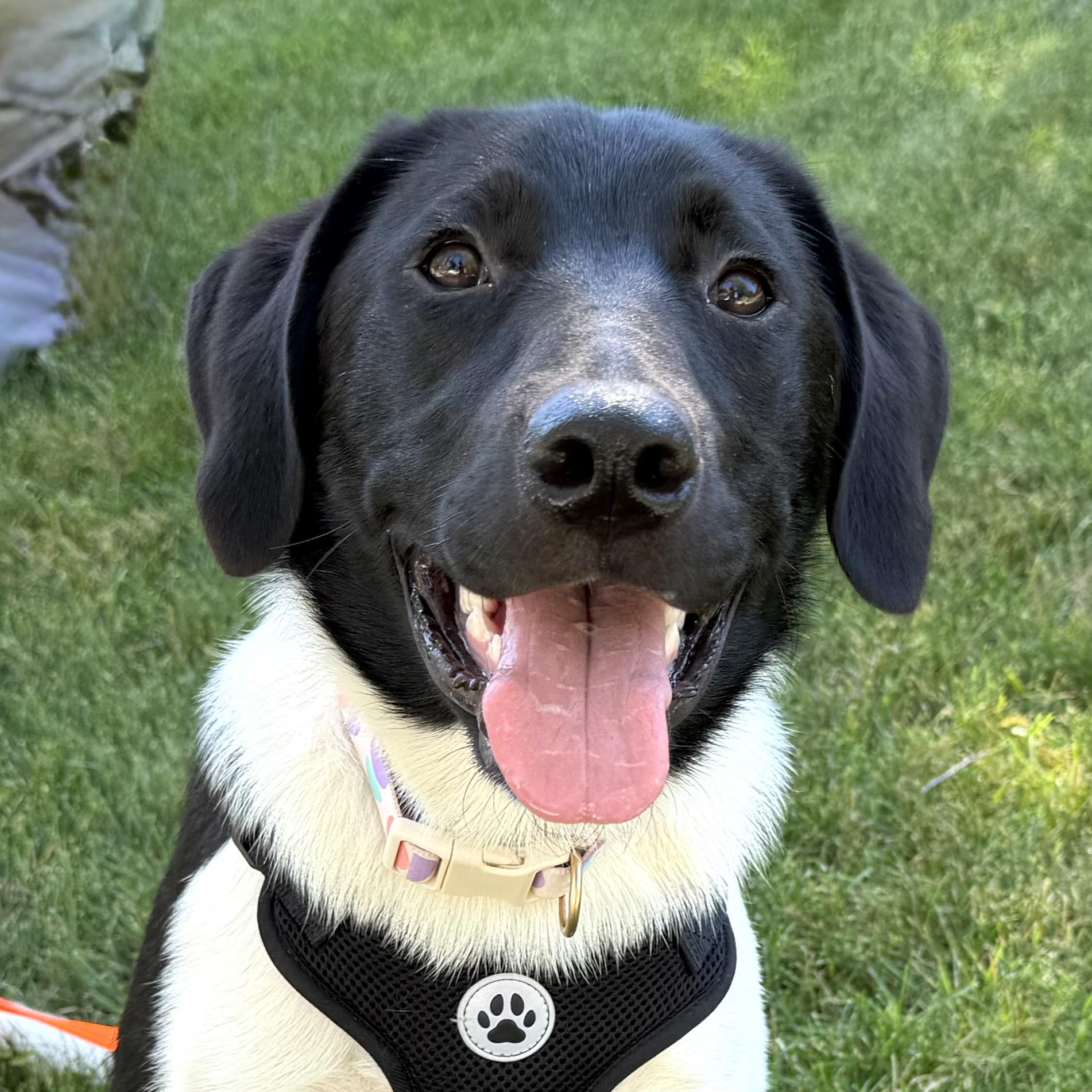 Birdie, a ADOPTABLE mixed breed in Prior Lake, MN image 2/6
