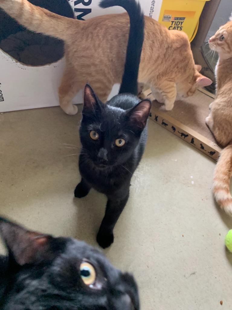 Lou, Adoptable, Adult Female Domestic Short Hair.