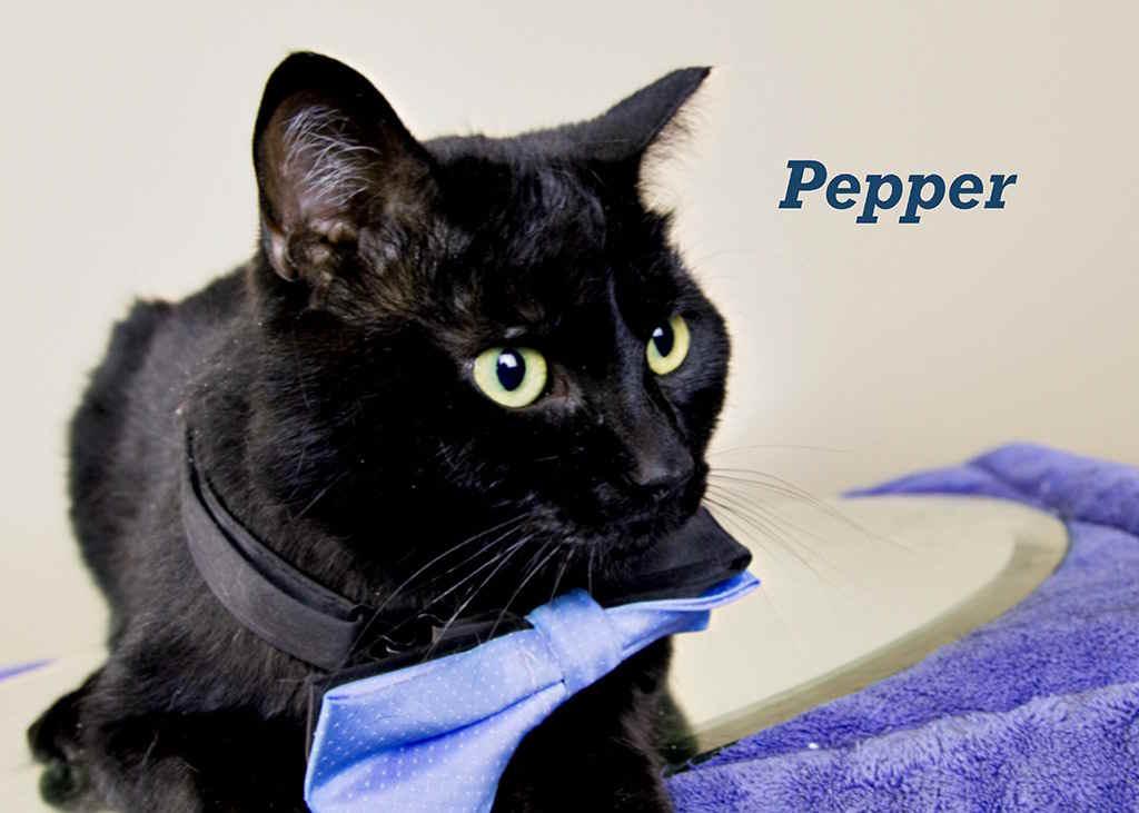 Pepper