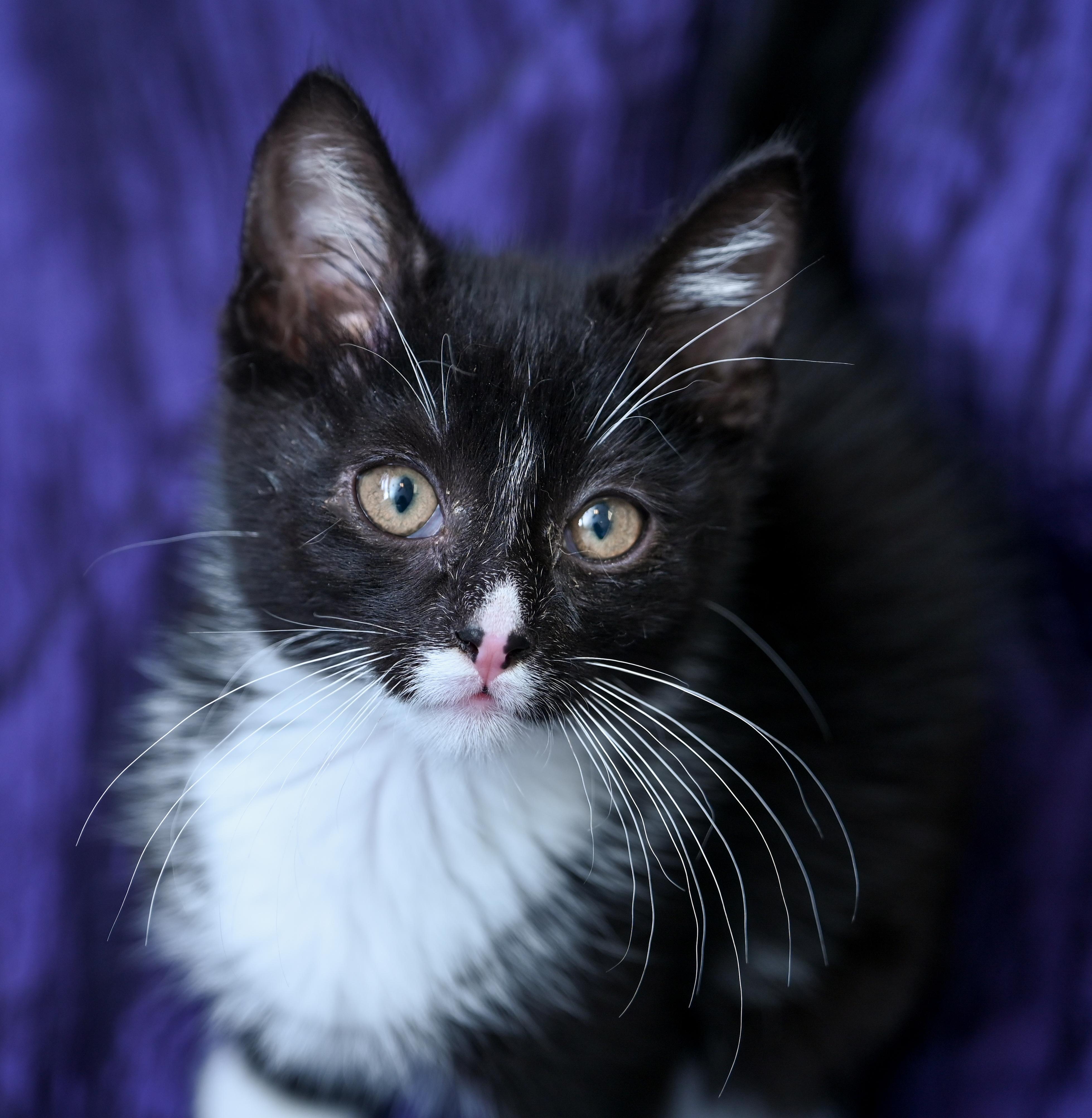 Enlarge Mowgli, an adopted mixed breed in Chattanooga, TN image 2/6