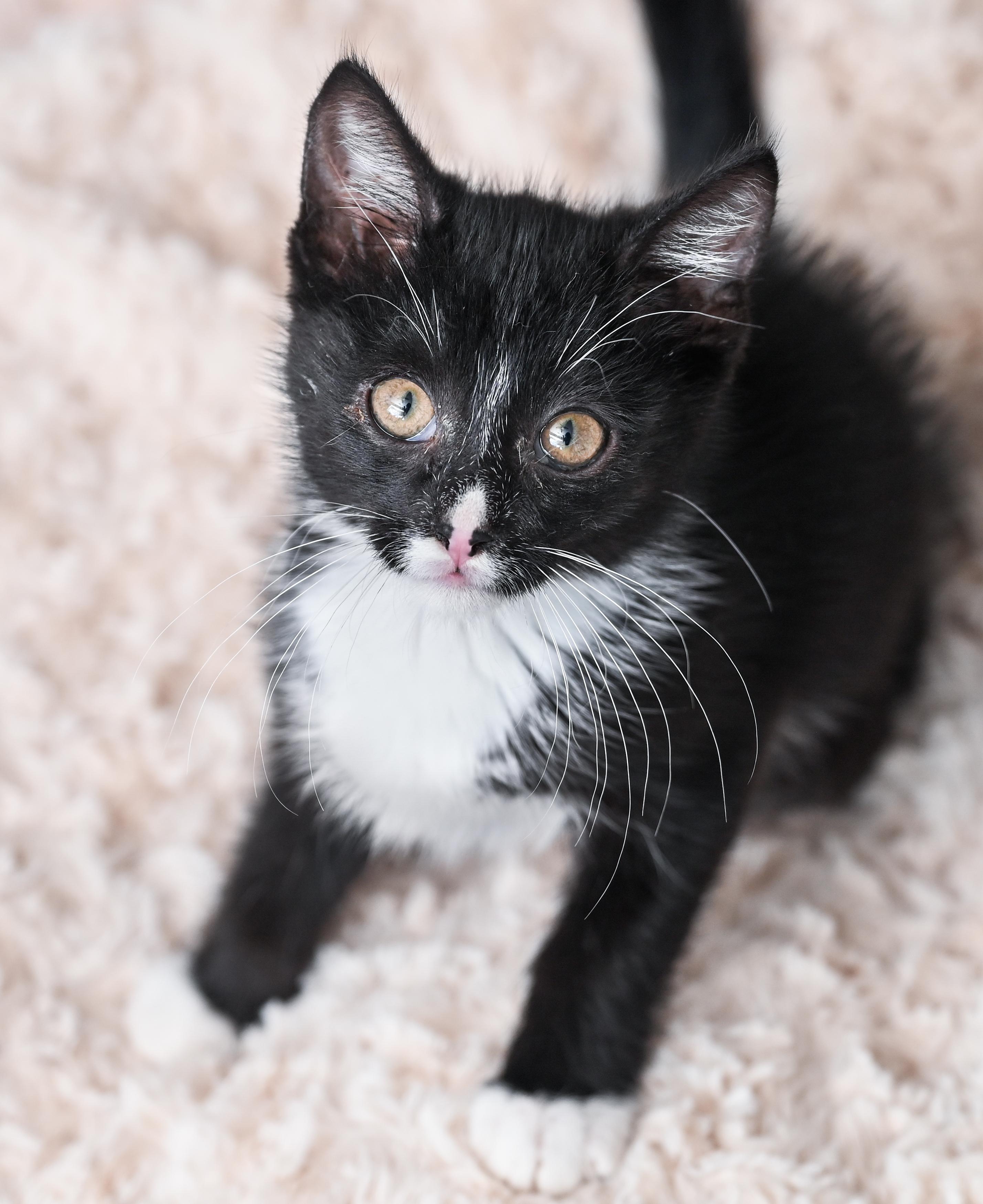 Enlarge Mowgli, an adopted mixed breed in Chattanooga, TN image 3/6