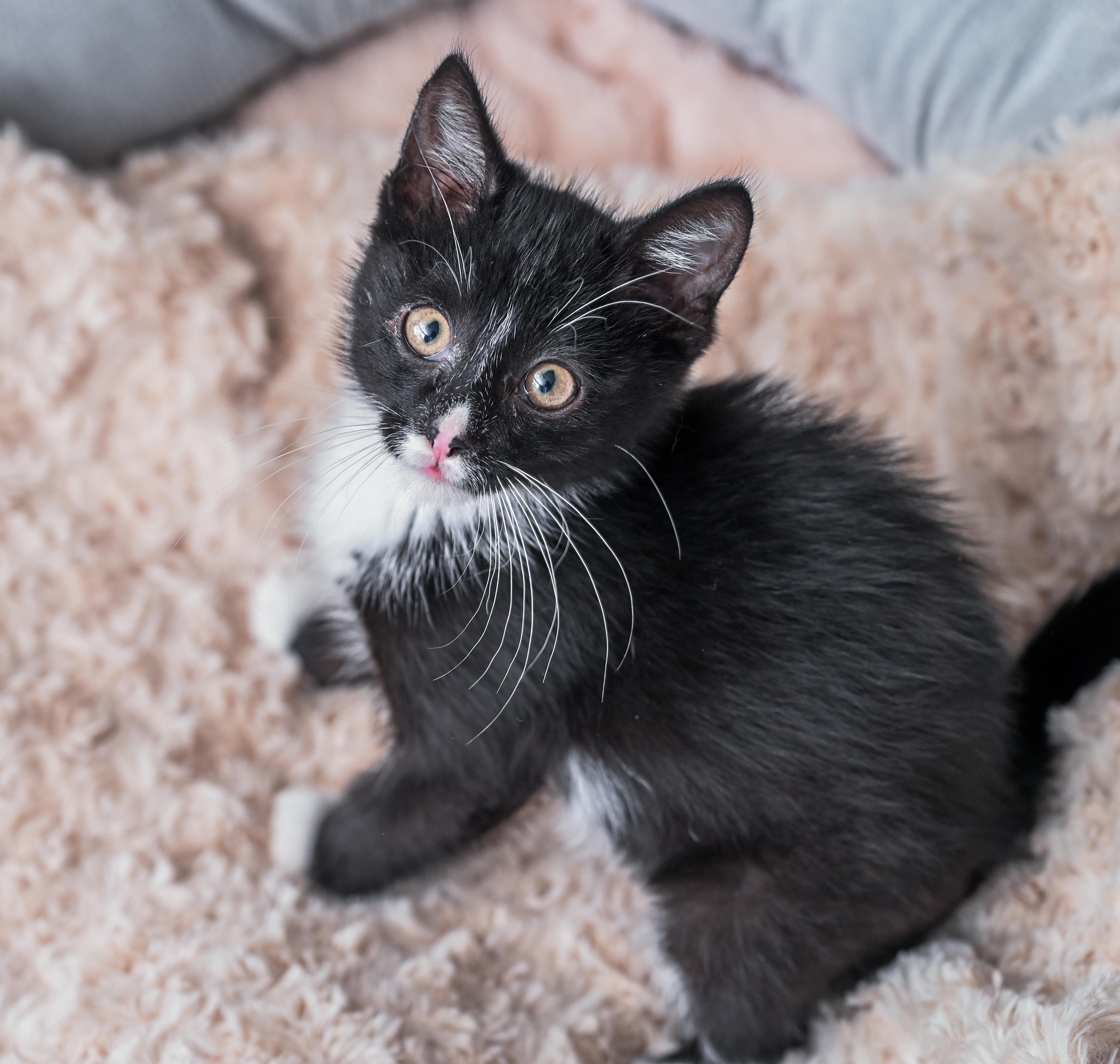 Enlarge Mowgli, an adopted mixed breed in Chattanooga, TN image 5/6