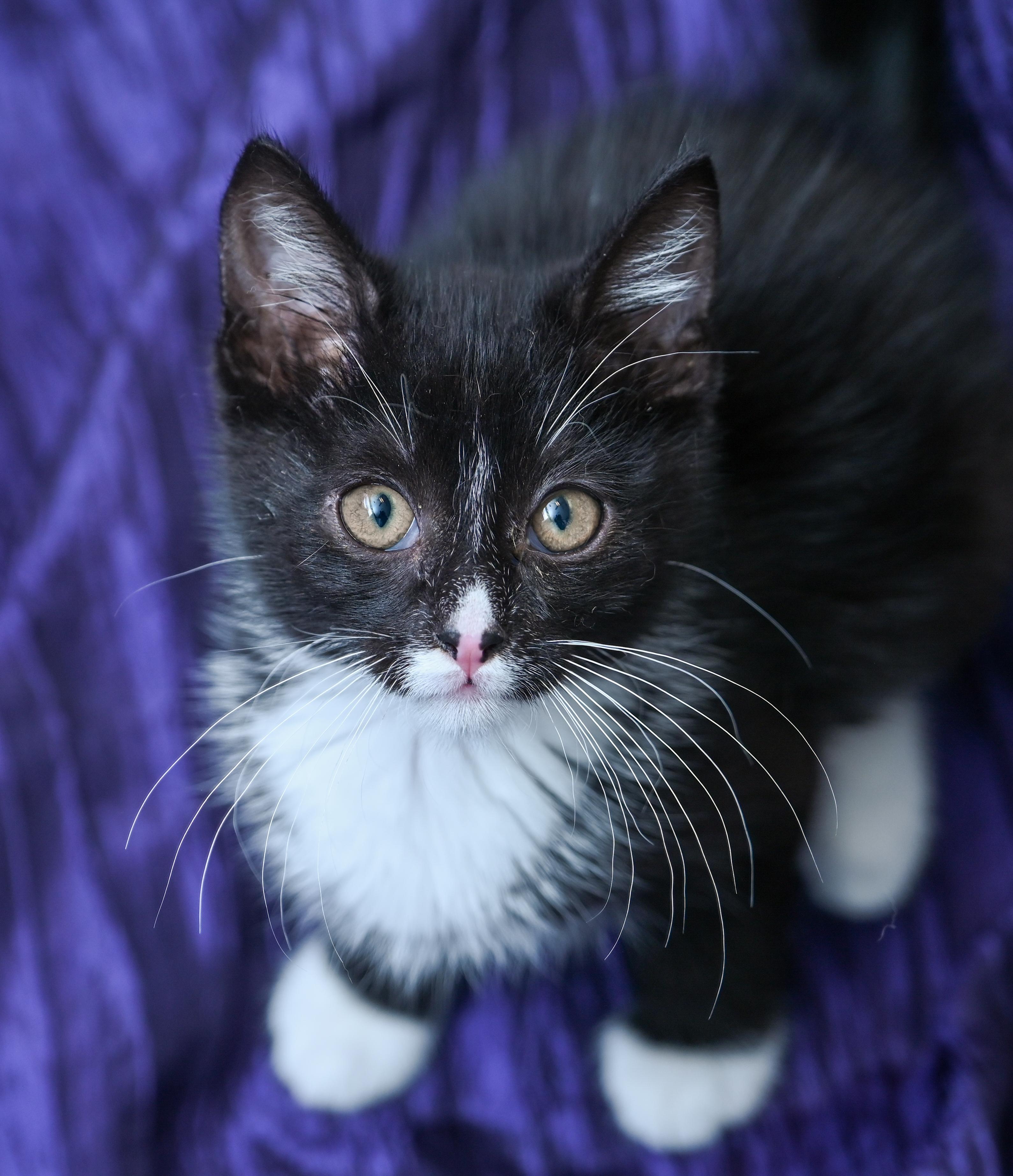 Enlarge Mowgli, an adopted mixed breed in Chattanooga, TN image 6/6