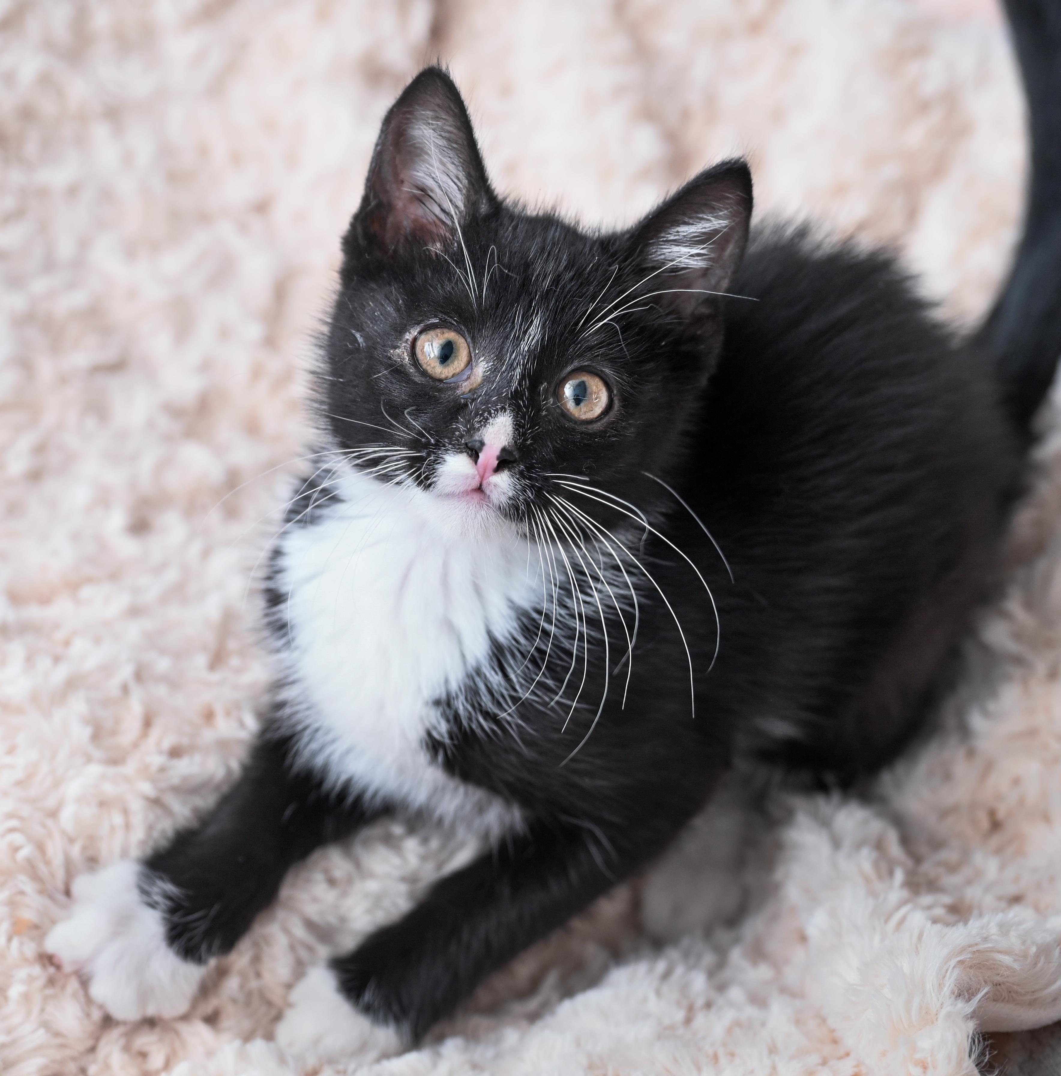Enlarge Mowgli, an adopted mixed breed in Chattanooga, TN image 1/6