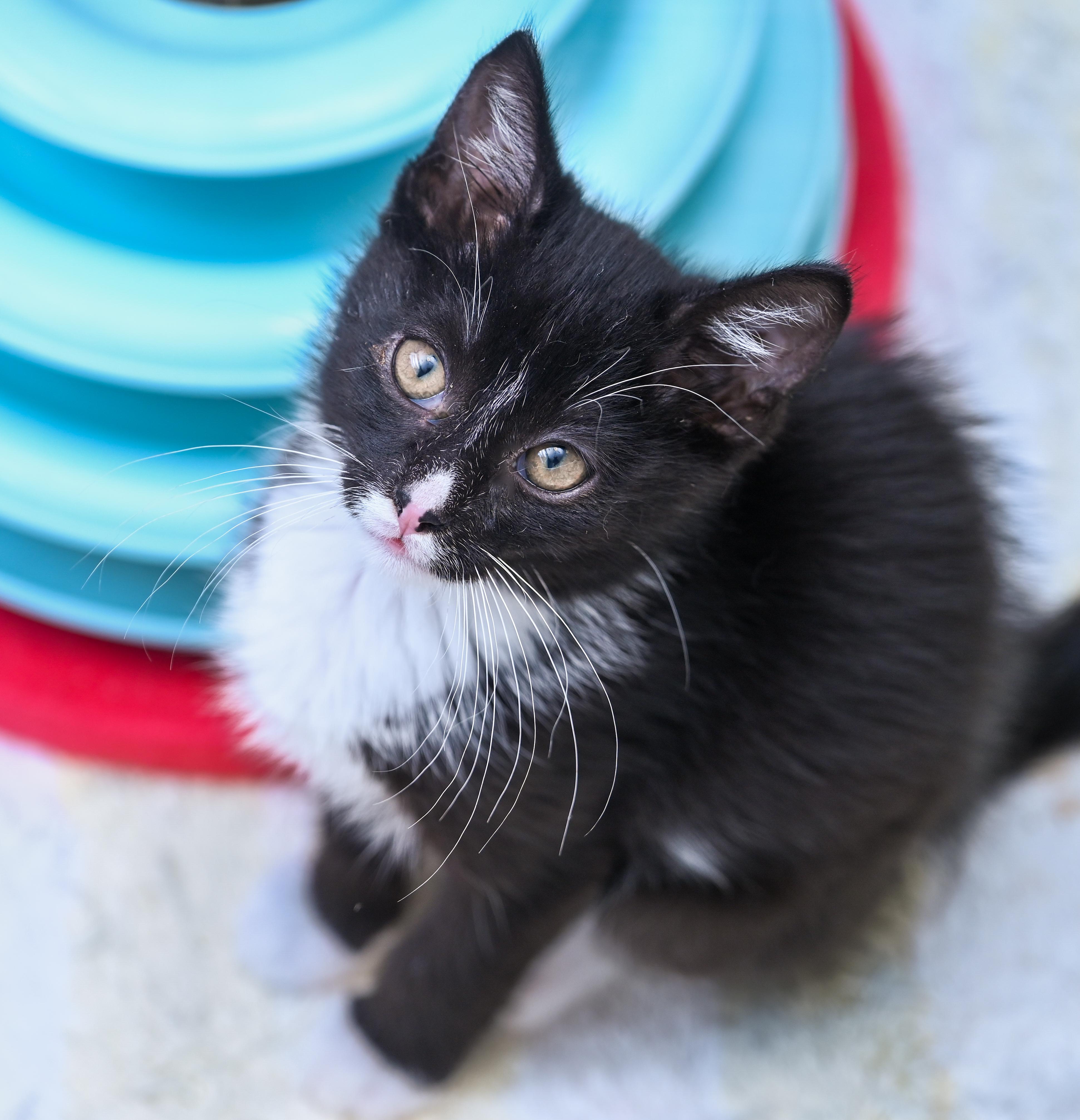 Enlarge Mowgli, an adopted mixed breed in Chattanooga, TN image 4/6