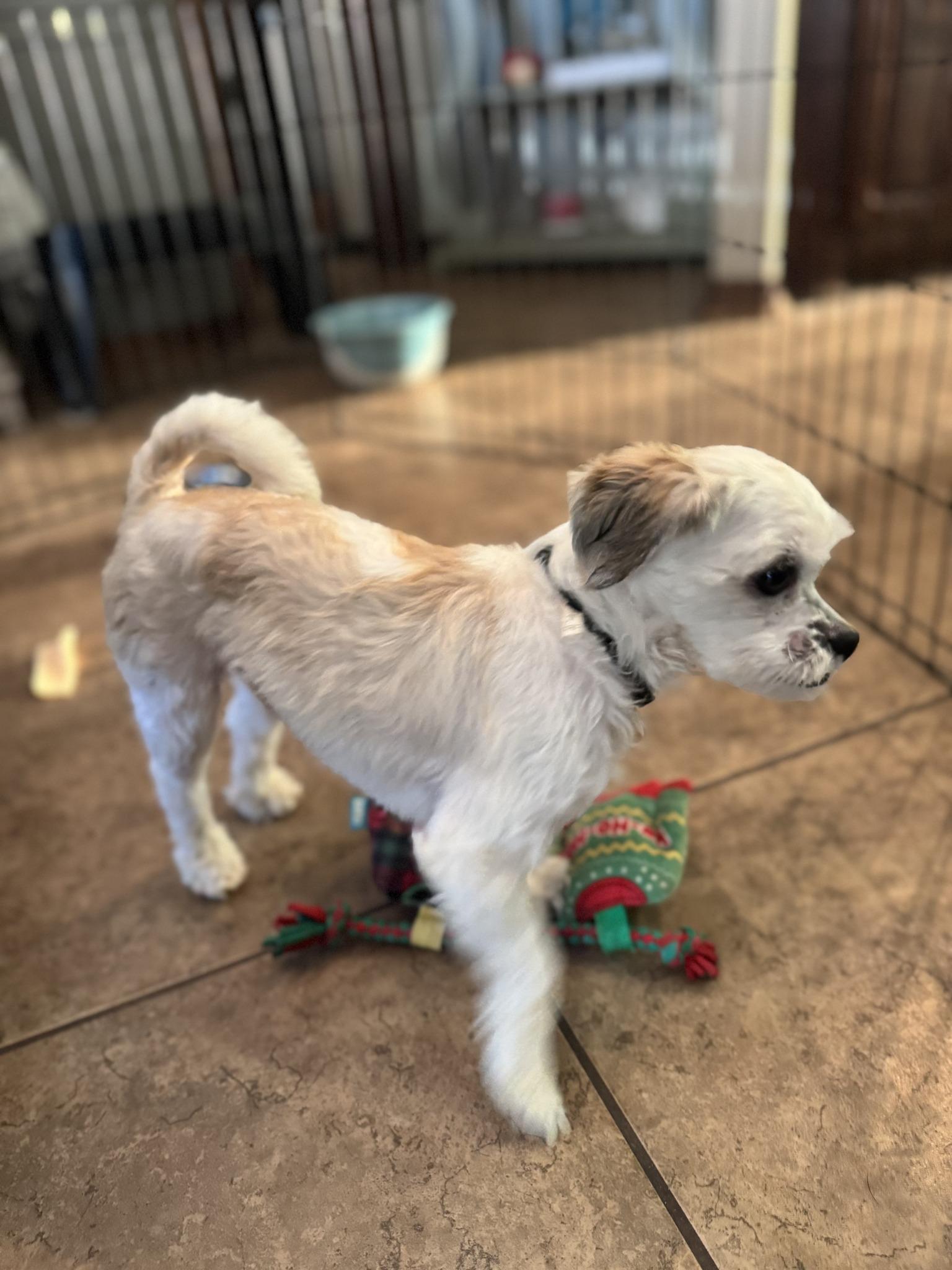 Enlarge Mellow, an adopted mixed breed in Yukon, OK image 5/5