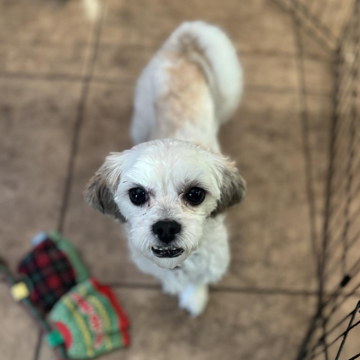 Mellow, adoptable, Adult Male Maltese & Poodle (Toy).