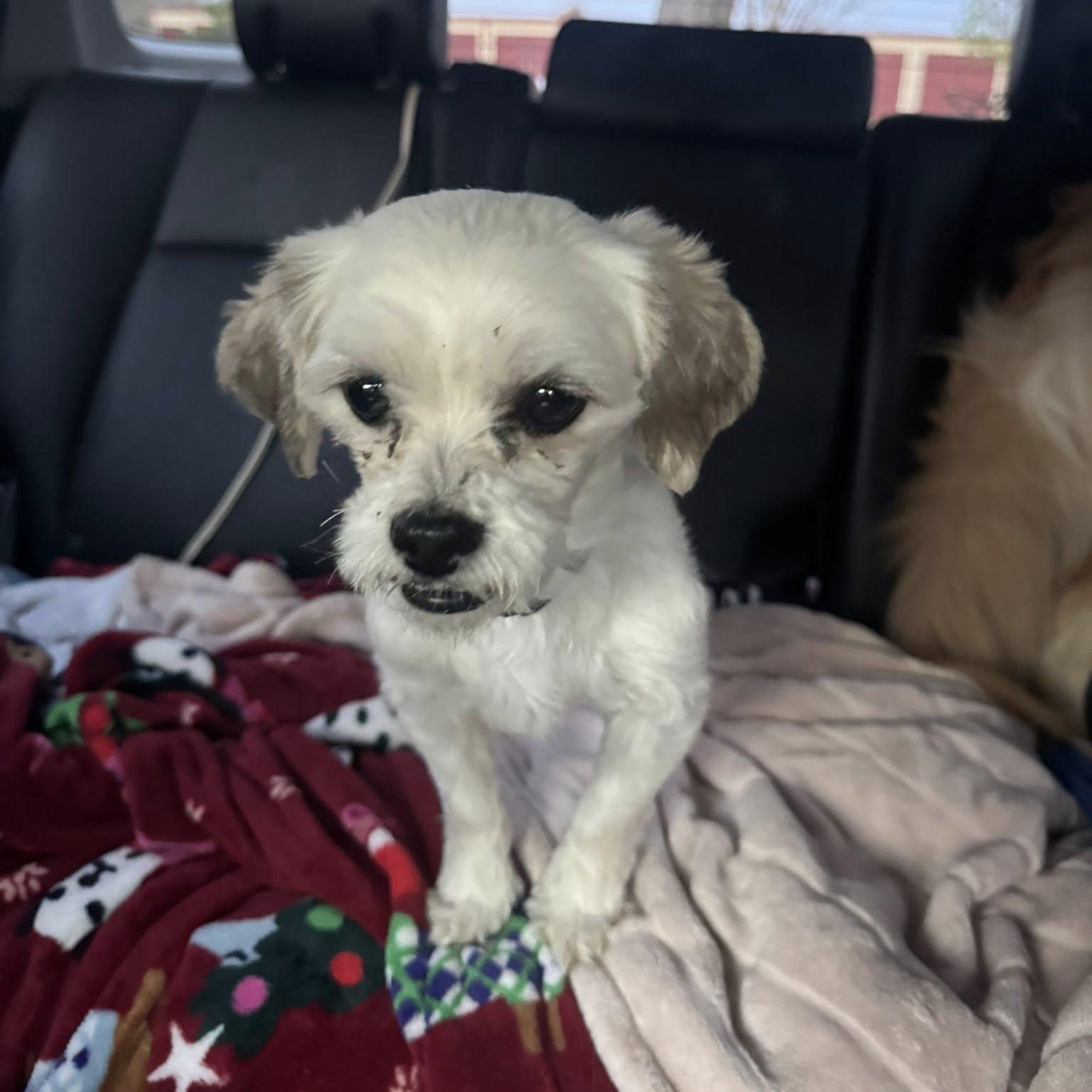 Mellow, ADOPTABLE, Adult Male Maltese & Poodle (Toy).