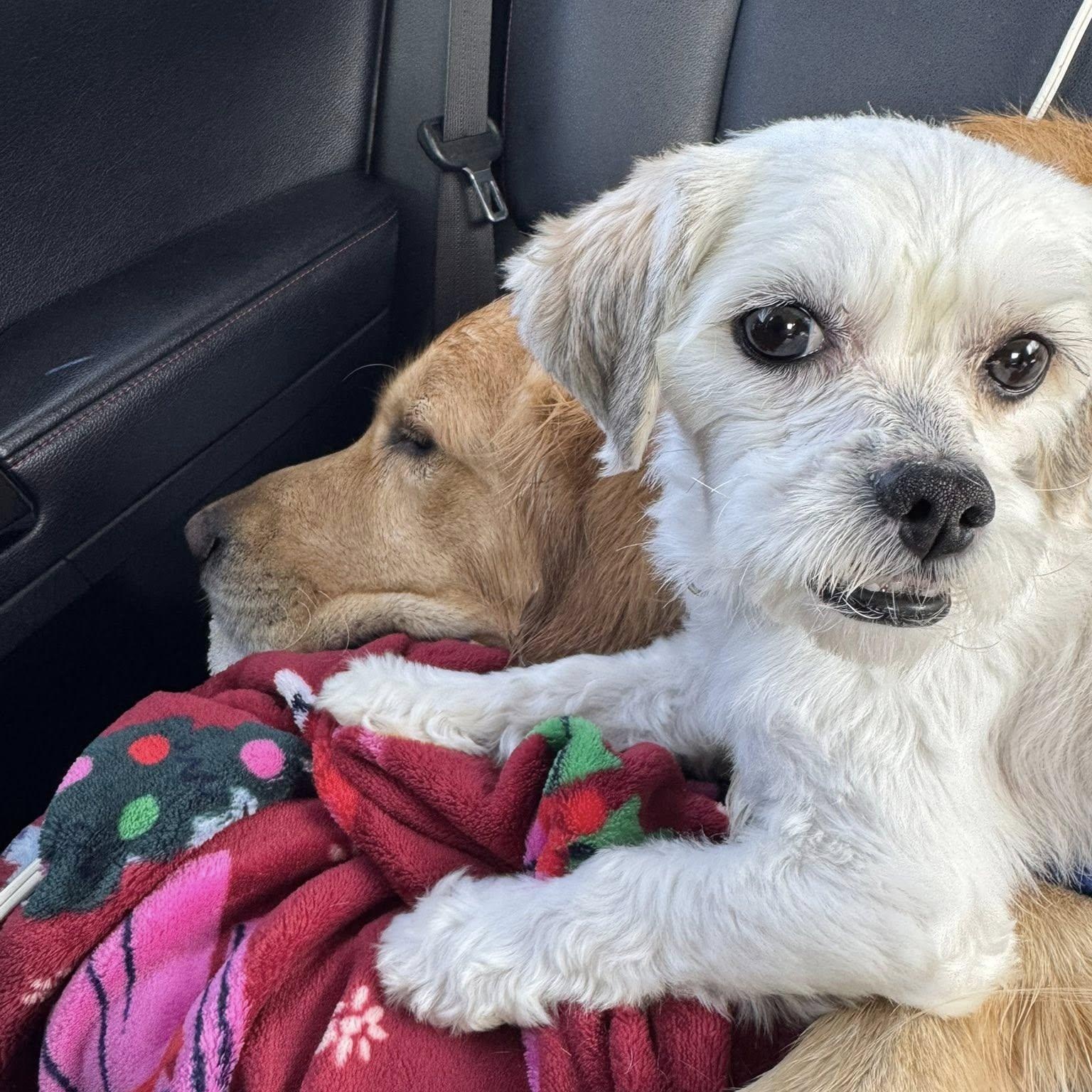 Mellow, a ADOPTABLE mixed breed in Yukon, OK image 3/3