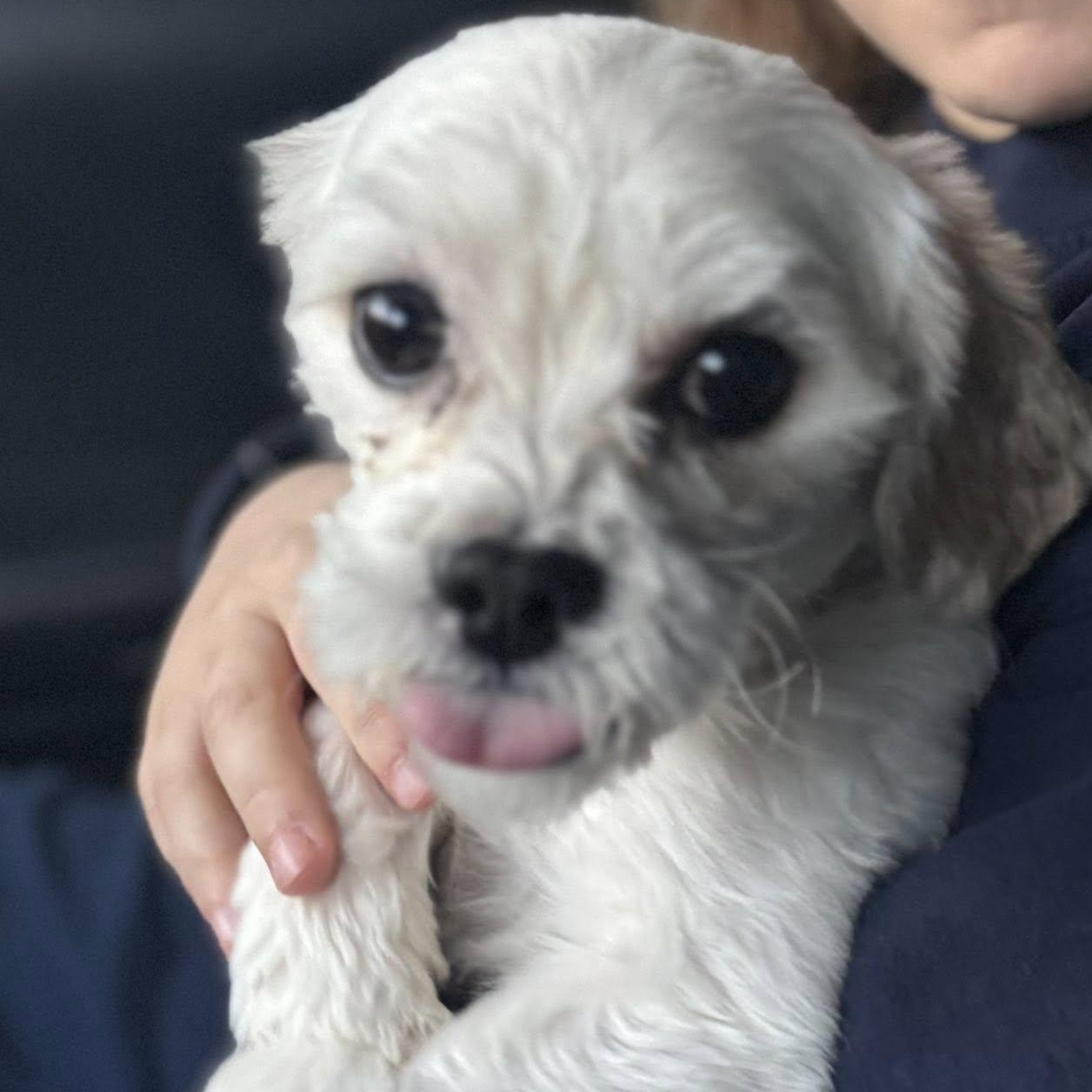 Mellow, a ADOPTABLE mixed breed in Yukon, OK image 2/3