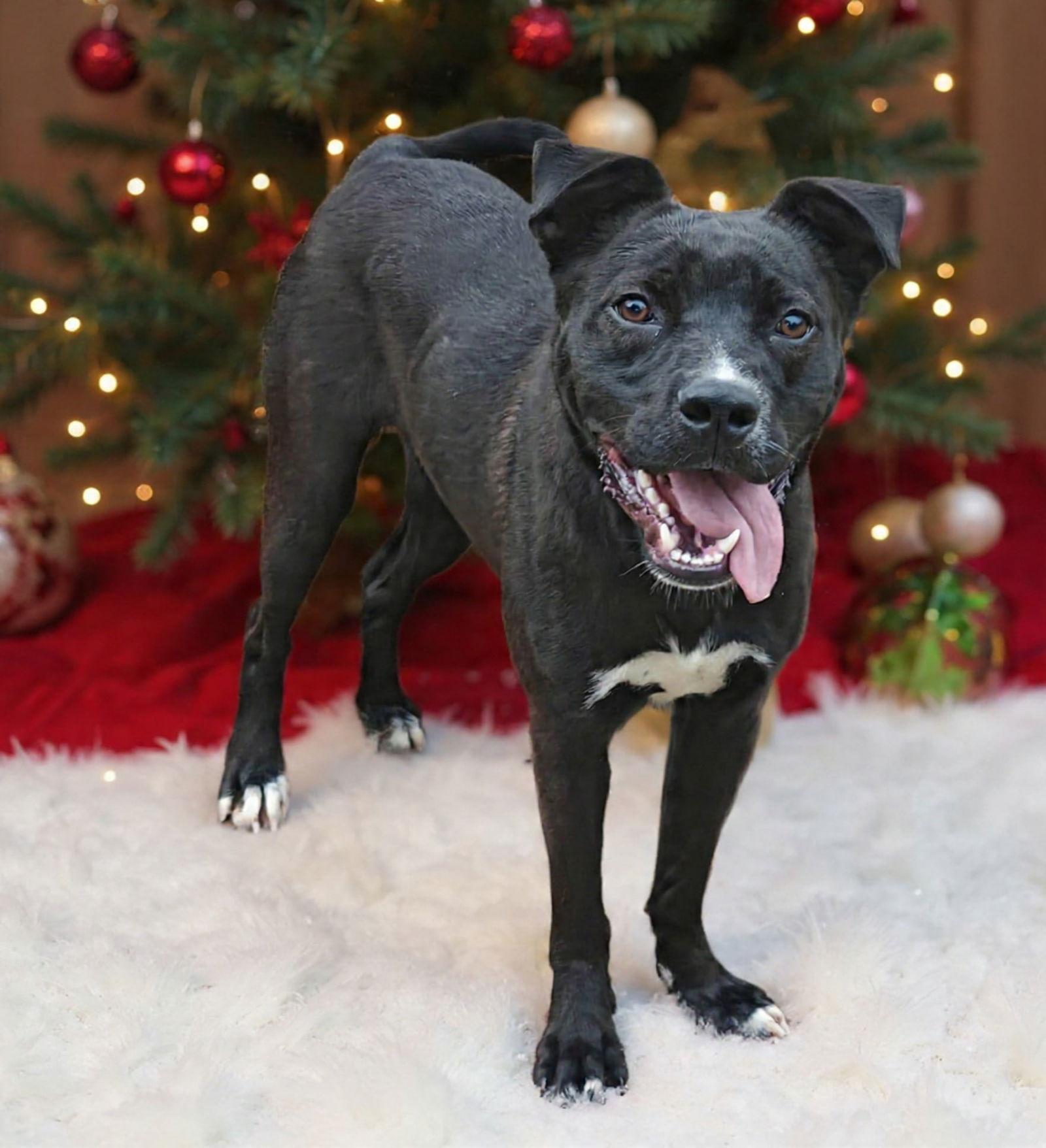 Wicket 25/802, Adoptable, Adult Male Pit Bull Terrier & Australian Cattle Dog / Blue Heeler.