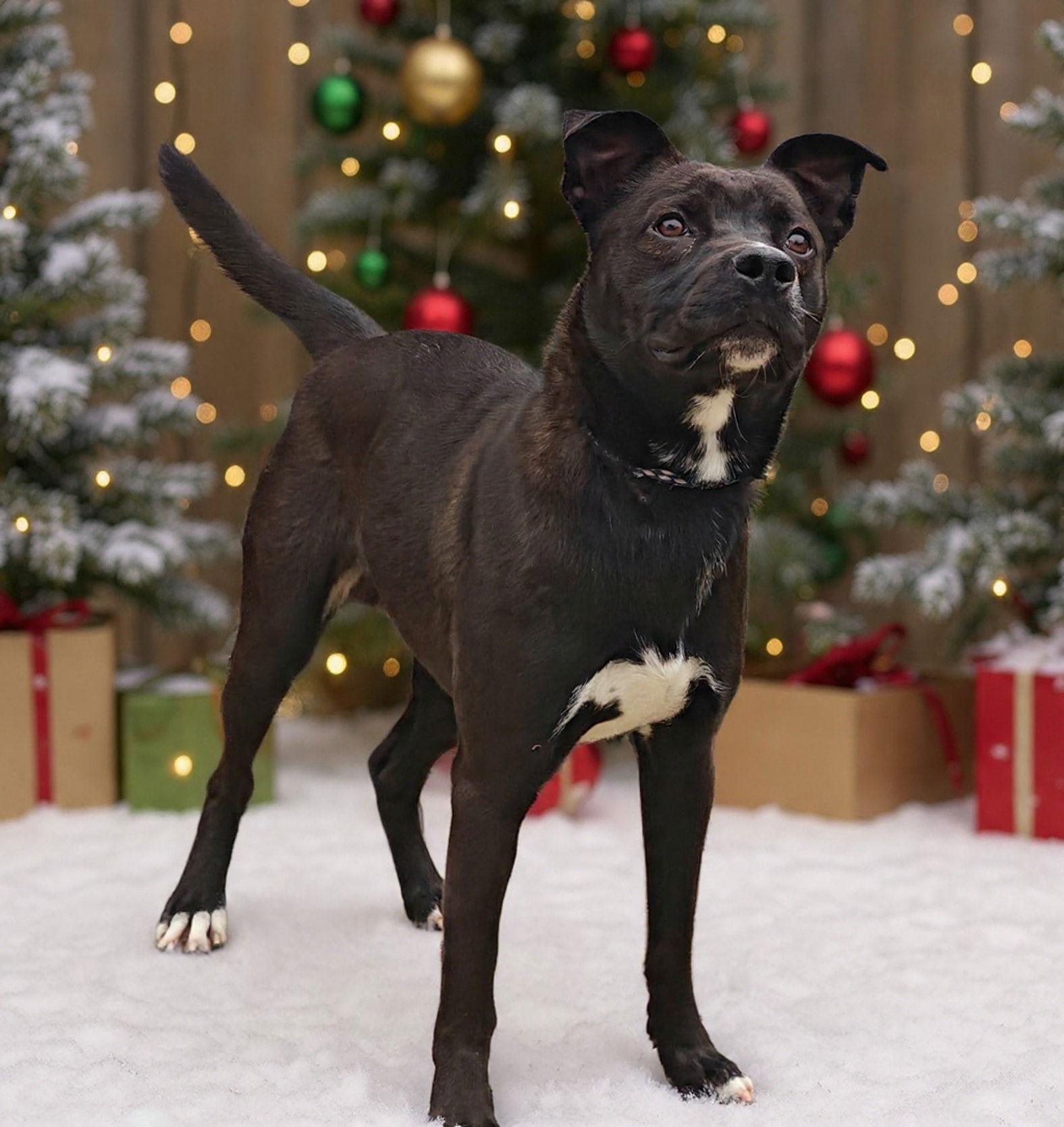 Enlarge Wicket 25/802, a Adoptable mixed breed in Talladega, AL image 2/3