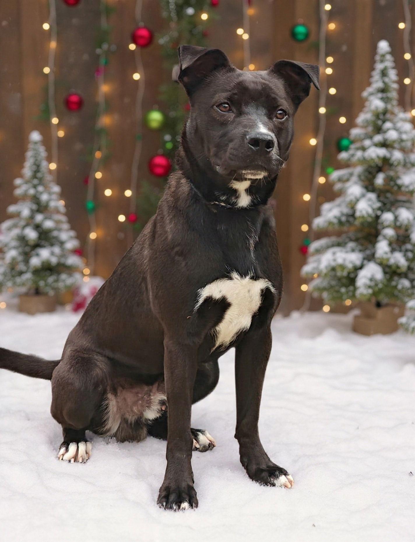 Enlarge Wicket 25/802, a Adoptable mixed breed in Talladega, AL image 3/3