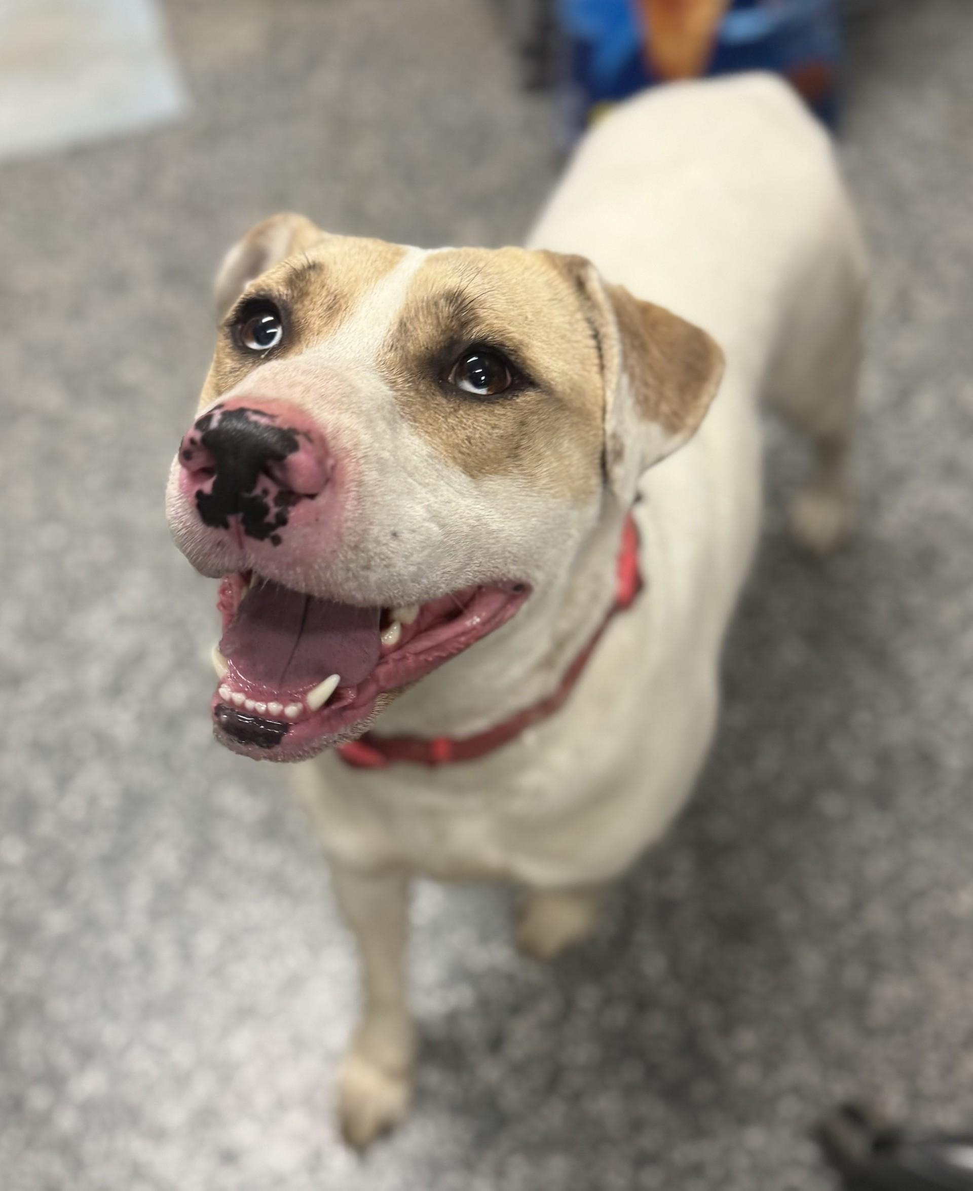 Jimmy Jam, an adoptable American Bulldog in Siloam Springs, AR, 72761 | Photo Image 1