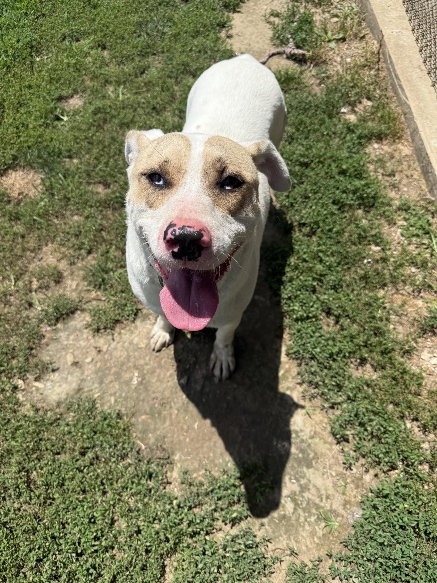 Jimmy Jam, an adoptable American Bulldog in Siloam Springs, AR, 72761 | Photo Image 3