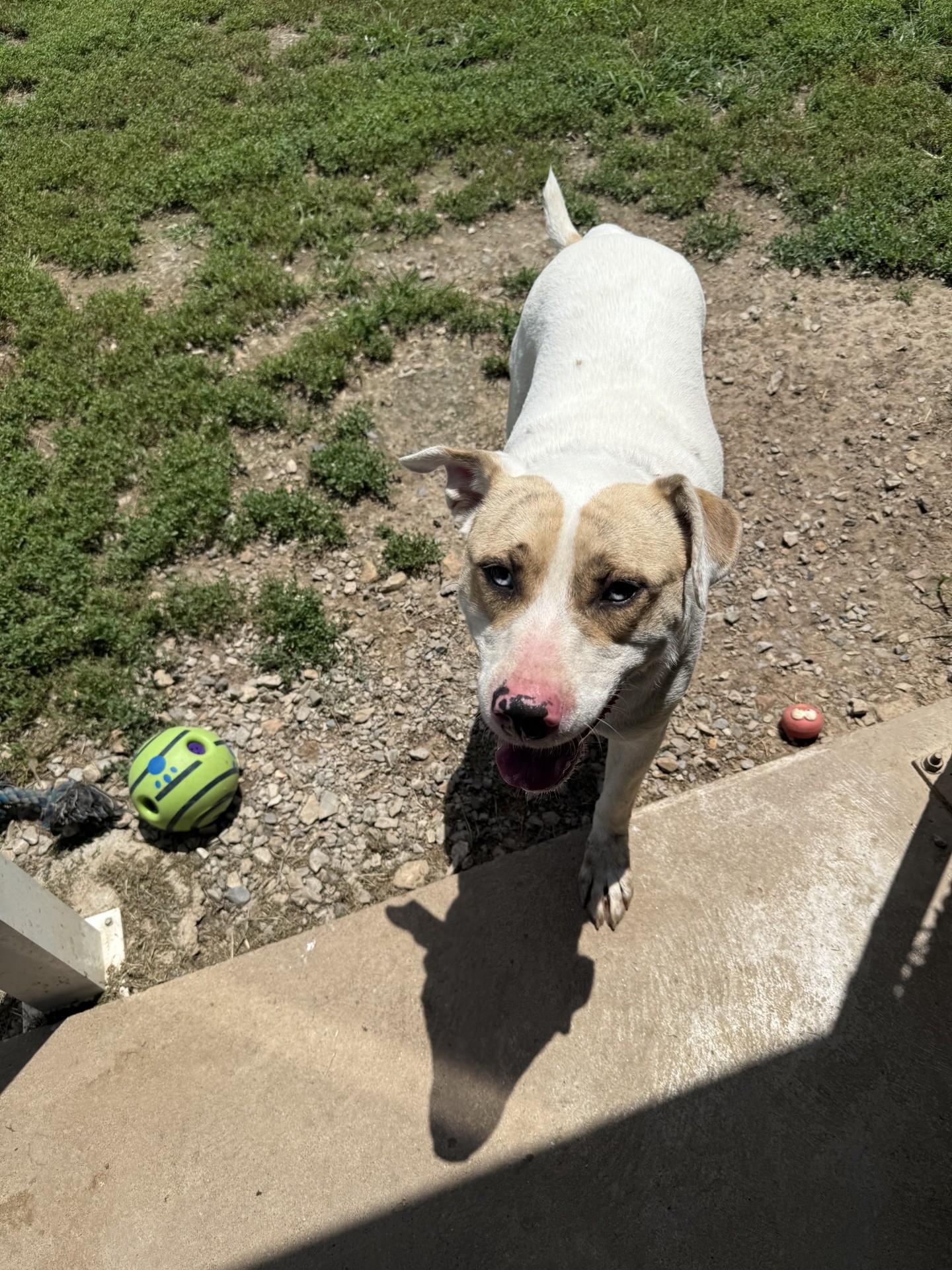 Jimmy Jam, an adoptable American Bulldog in Siloam Springs, AR, 72761 | Photo Image 7