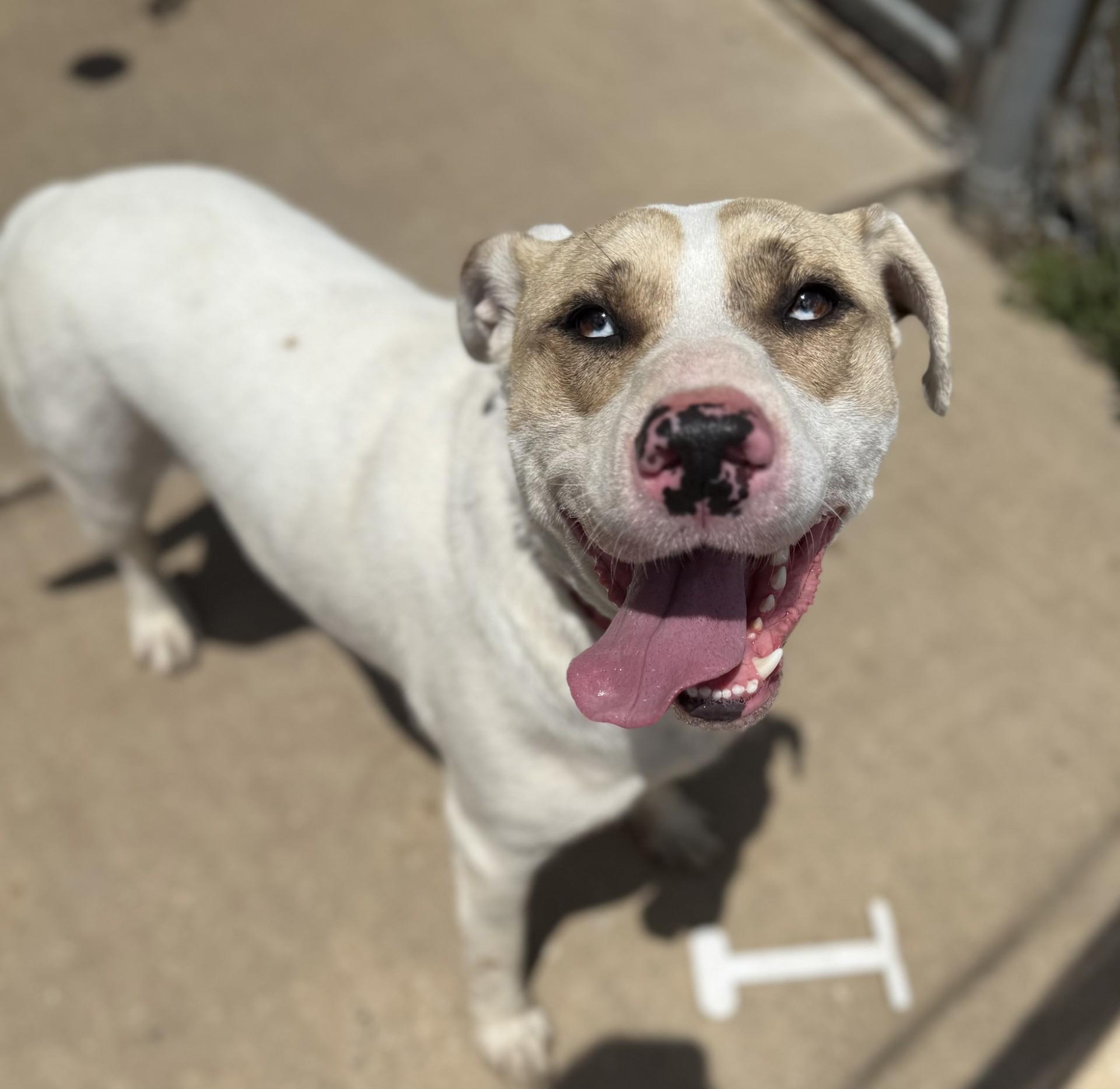 Jimmy Jam, an adoptable American Bulldog in Siloam Springs, AR, 72761 | Photo Image 5