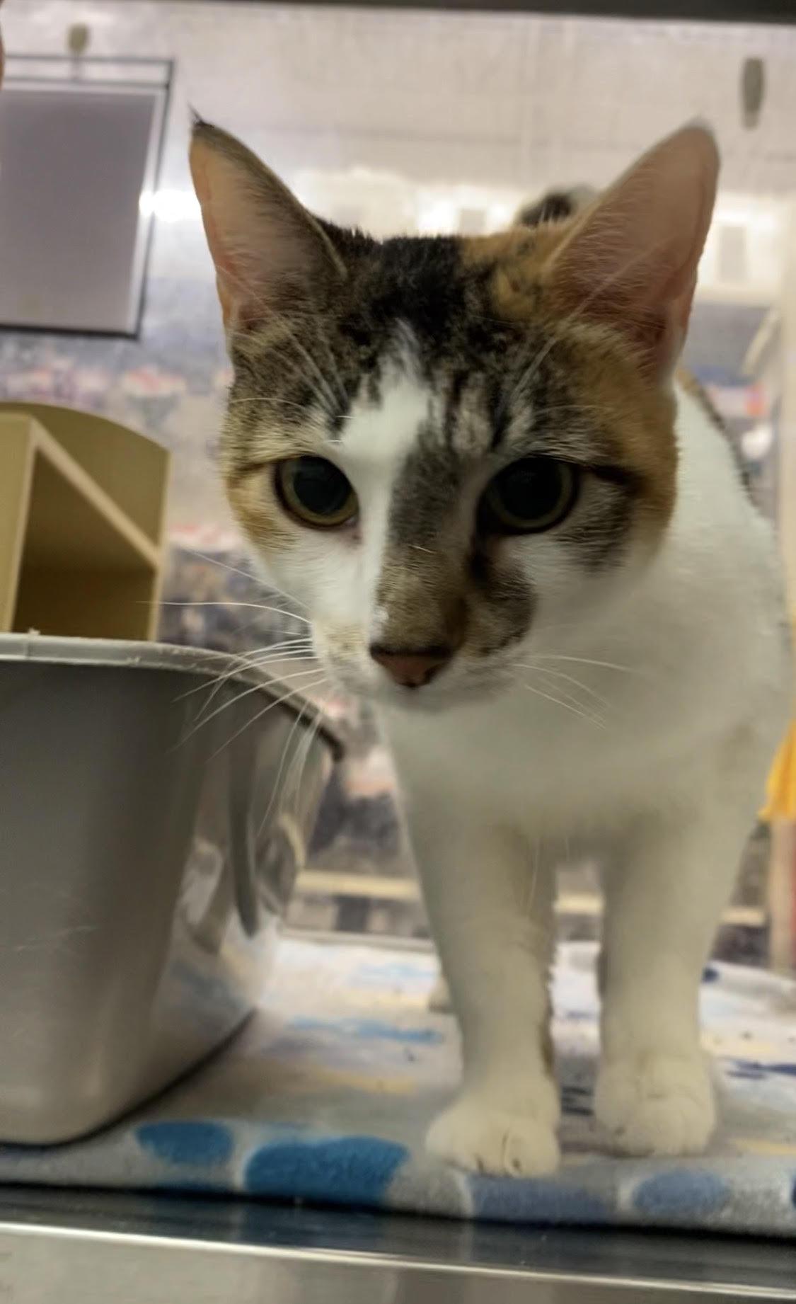 Enlarge Mama Kitty, a ADOPTABLE Domestic Short Hair in El Reno, OK image 1/1