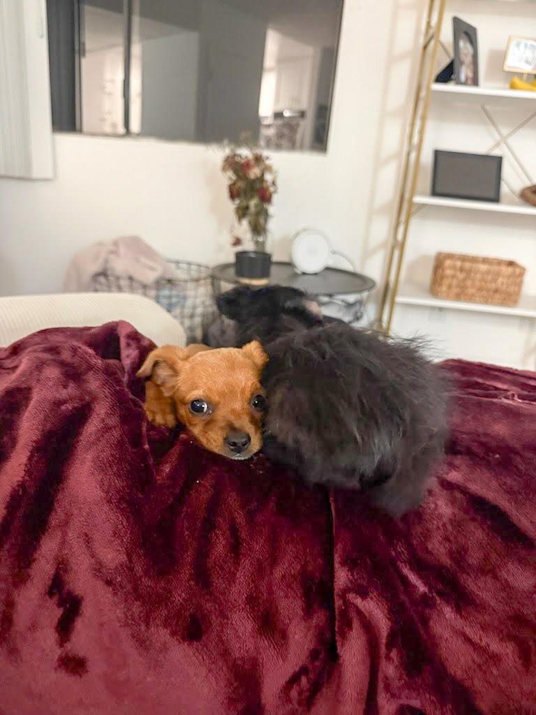 Enlarge Grace Kelly, a ADOPTABLE mixed breed in West Hollywood, CA image 3/3