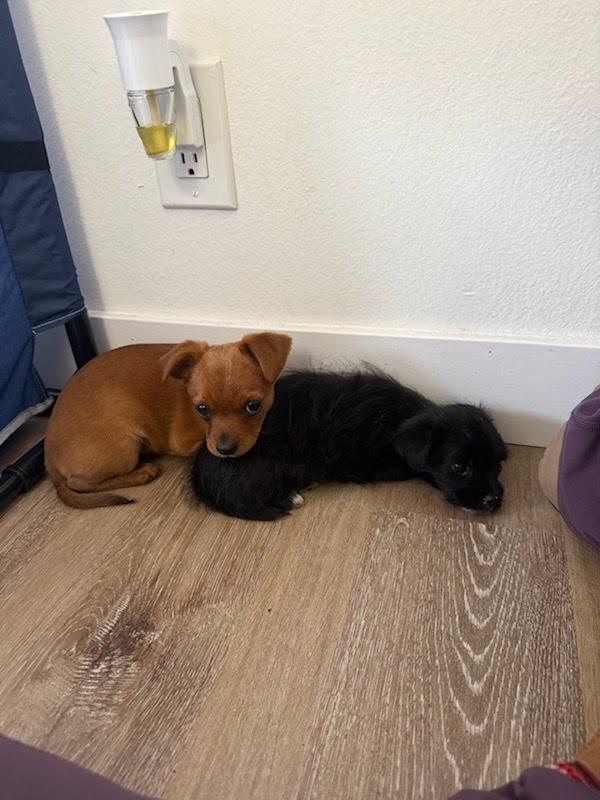 Grace Kelly, ADOPTABLE, Puppy Female Chihuahua.