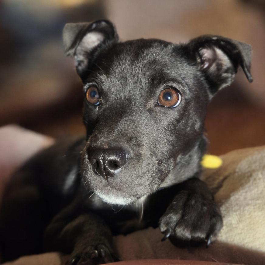 Enlarge Juliet C-34432, a Adoptable Mixed Breed in Oklahoma City, OK image 1/3