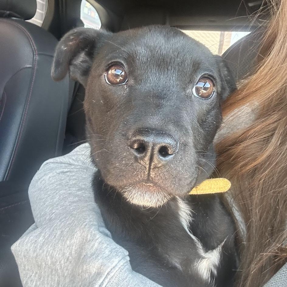 Enlarge Juliet C-34432, a Adoptable Mixed Breed in Oklahoma City, OK image 2/3