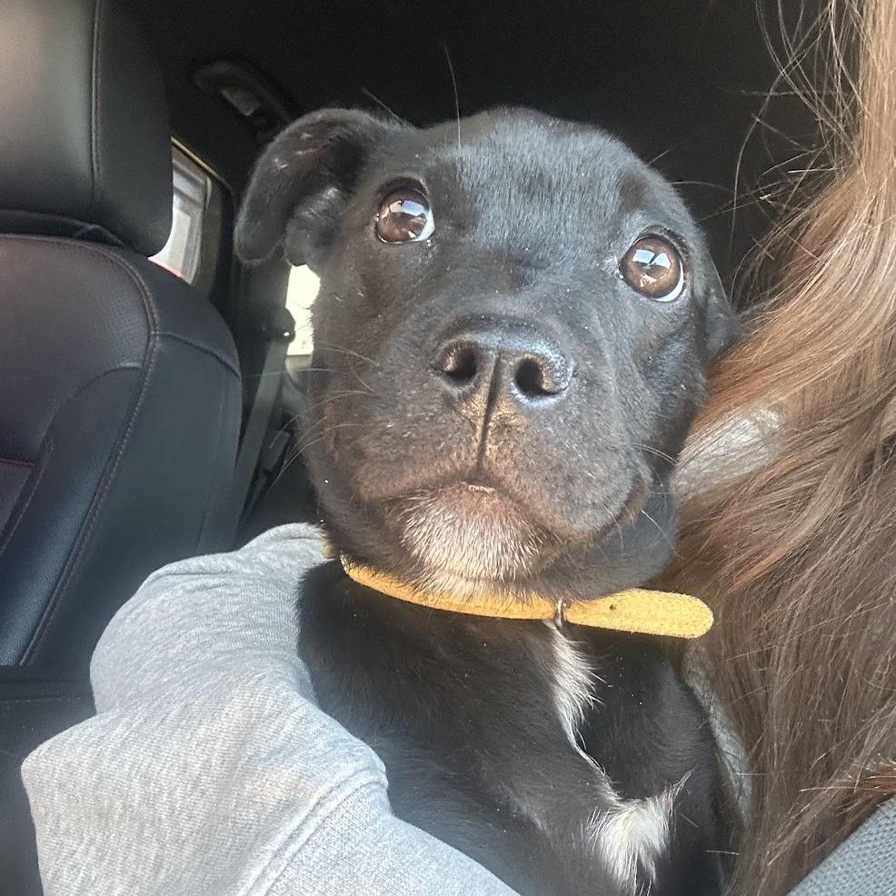 Enlarge Juliet C-34432, a Adoptable Mixed Breed in Oklahoma City, OK image 3/3