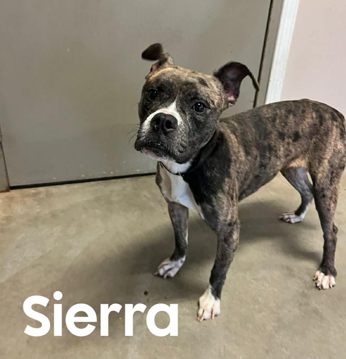 Enlarge Sierra, a ADOPTABLE Boxer in Quincy, MI image 2/2